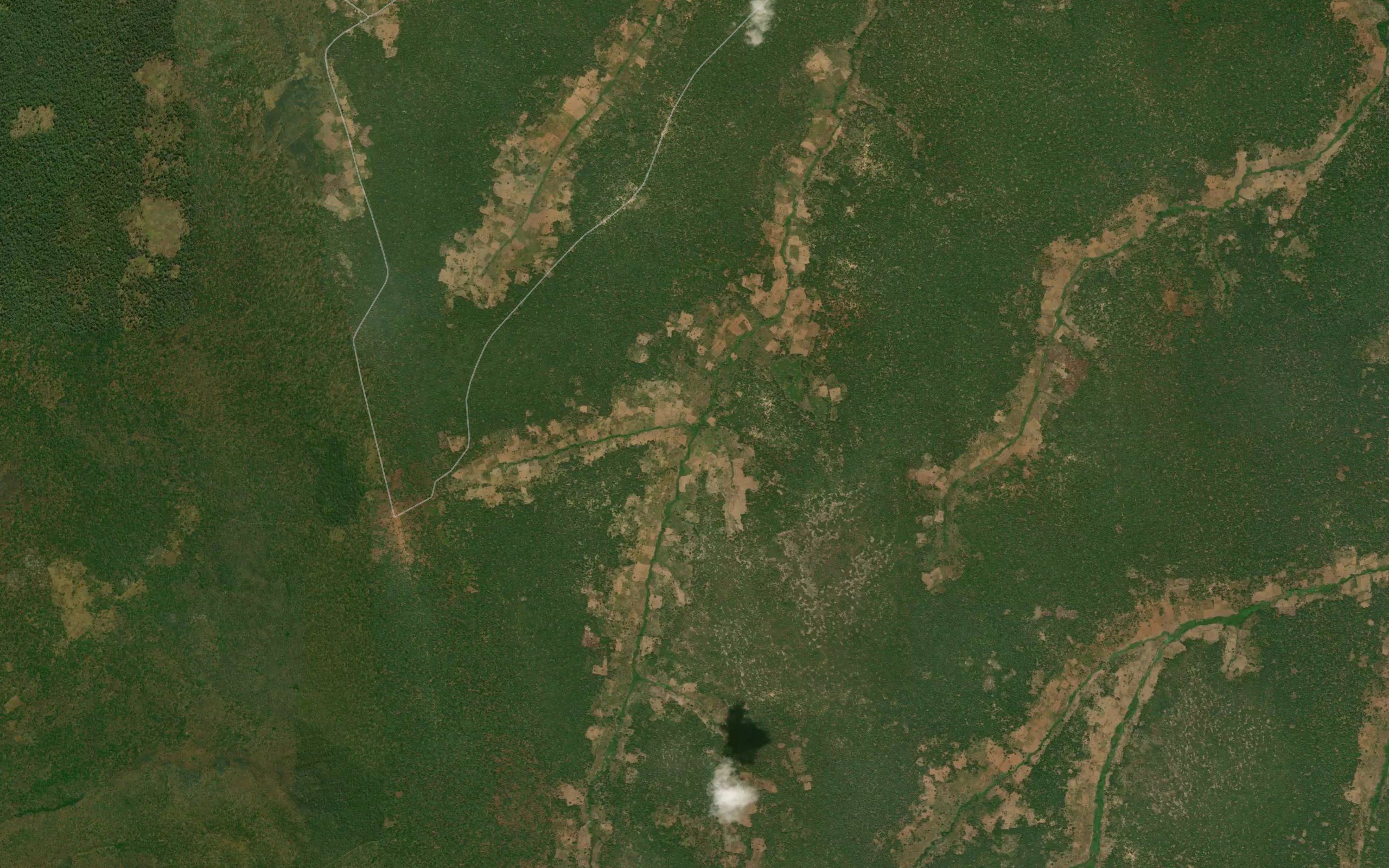 Bimbwa