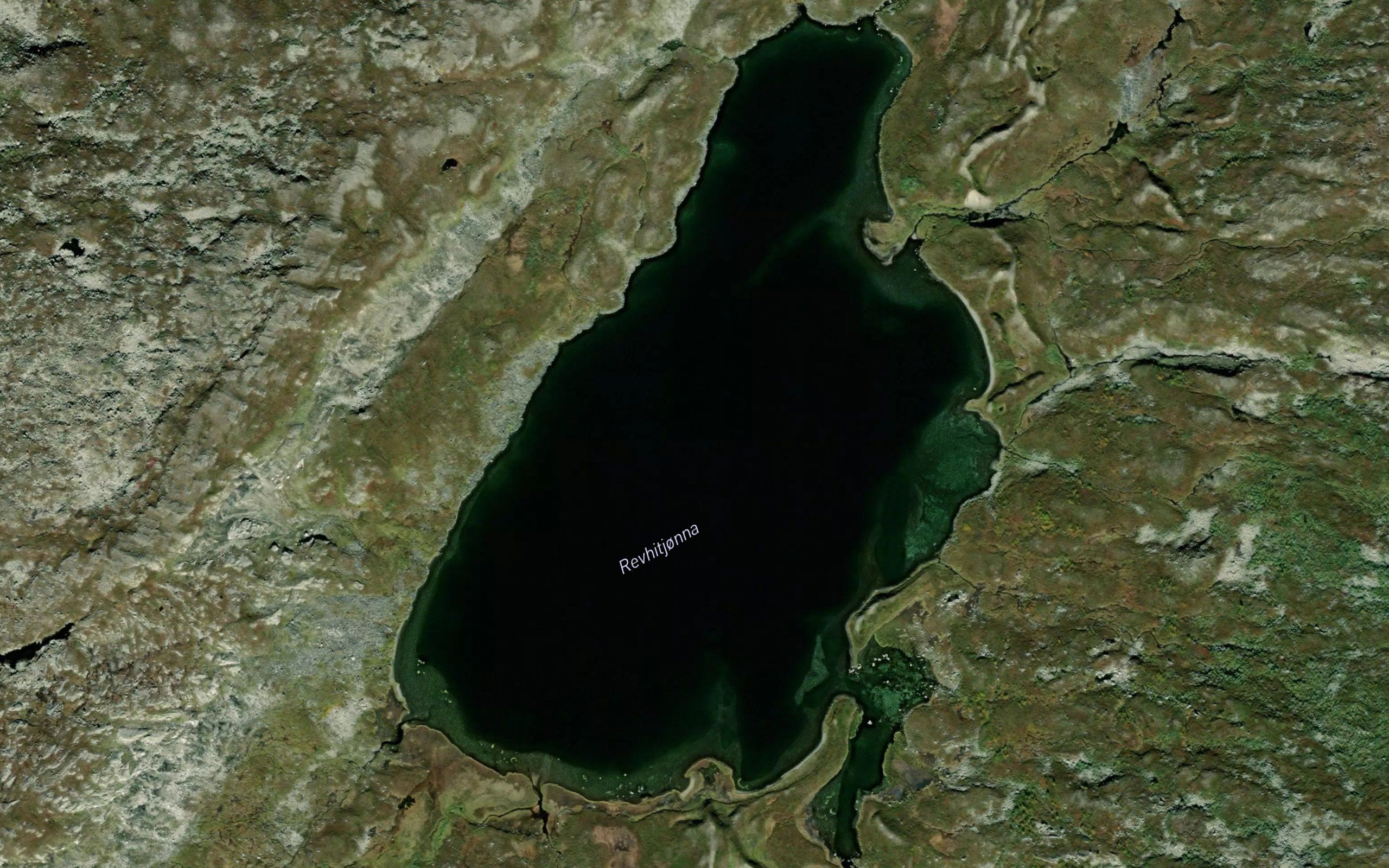 Revhitjorna