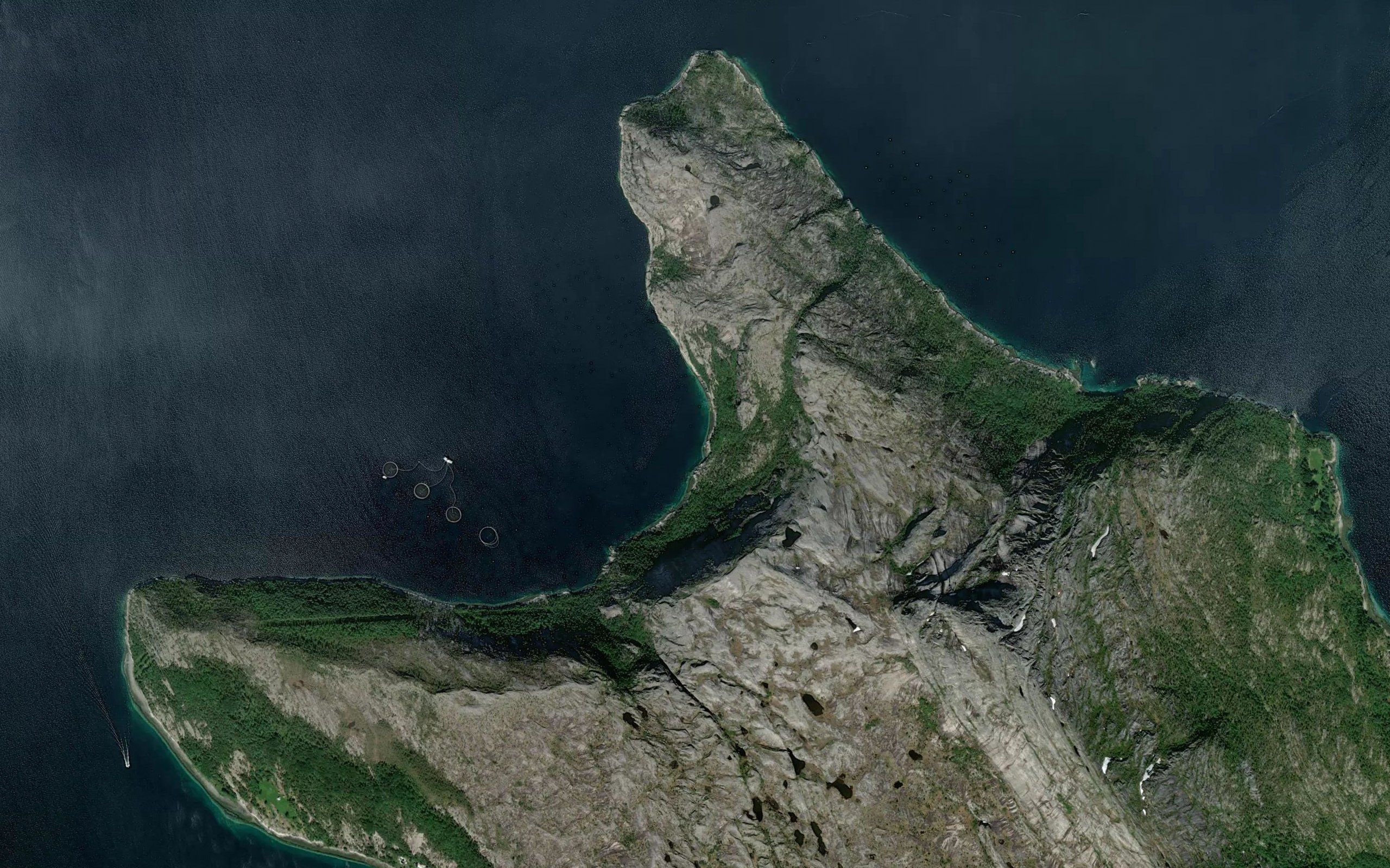 Eitervika