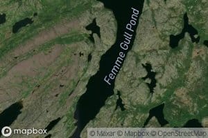 Femme Gull Pond