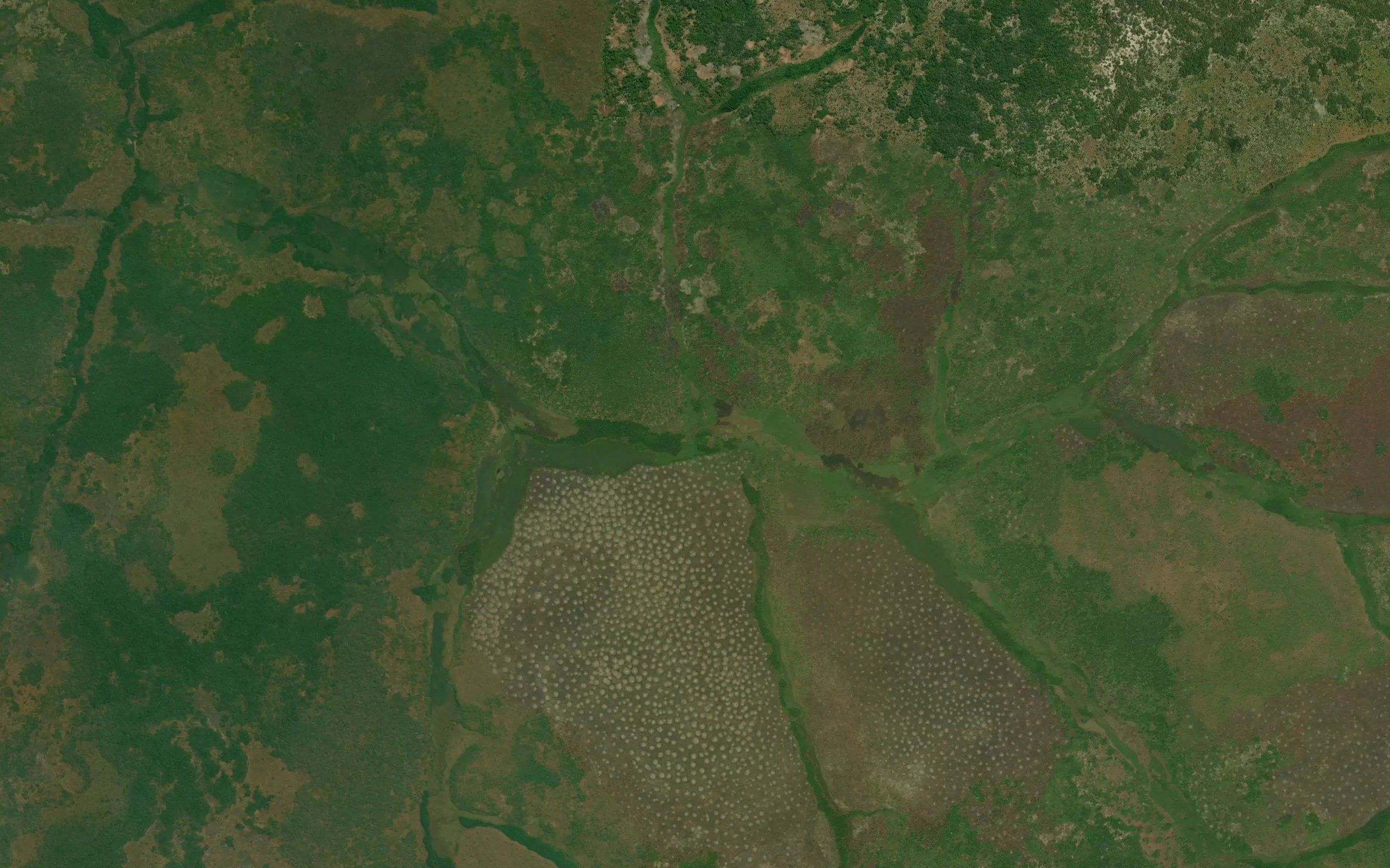 Kaumba