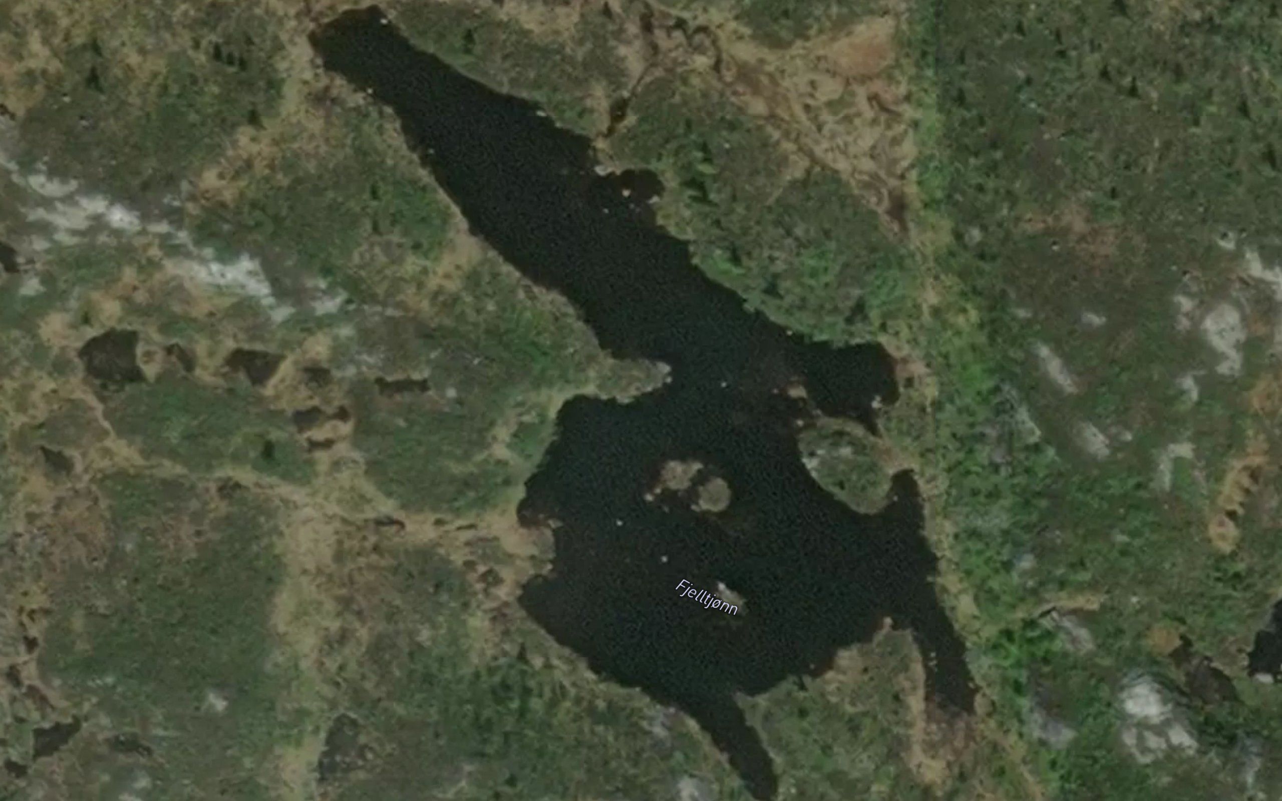 Fjelltjorn