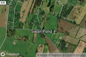 Swan Pond
