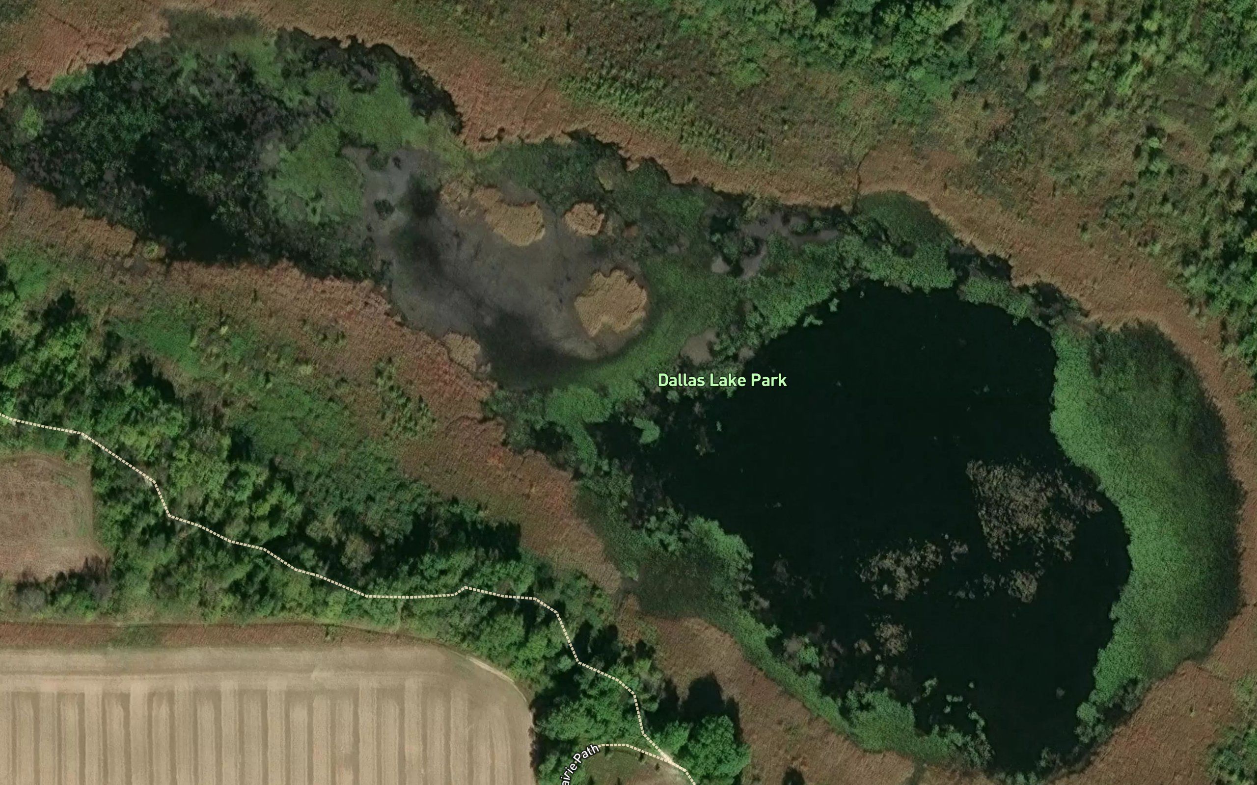 Pond Lil