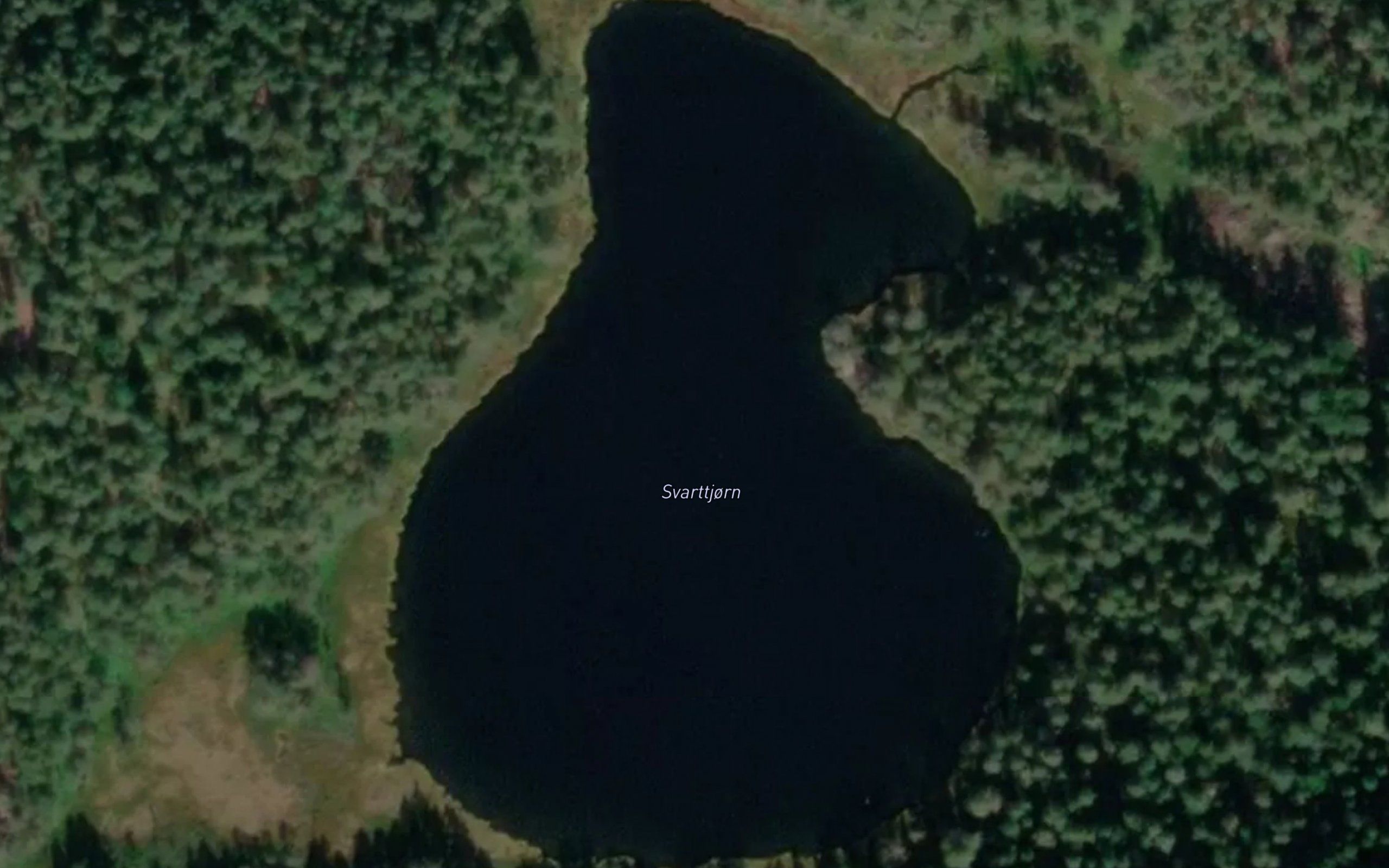 Svarttjorn