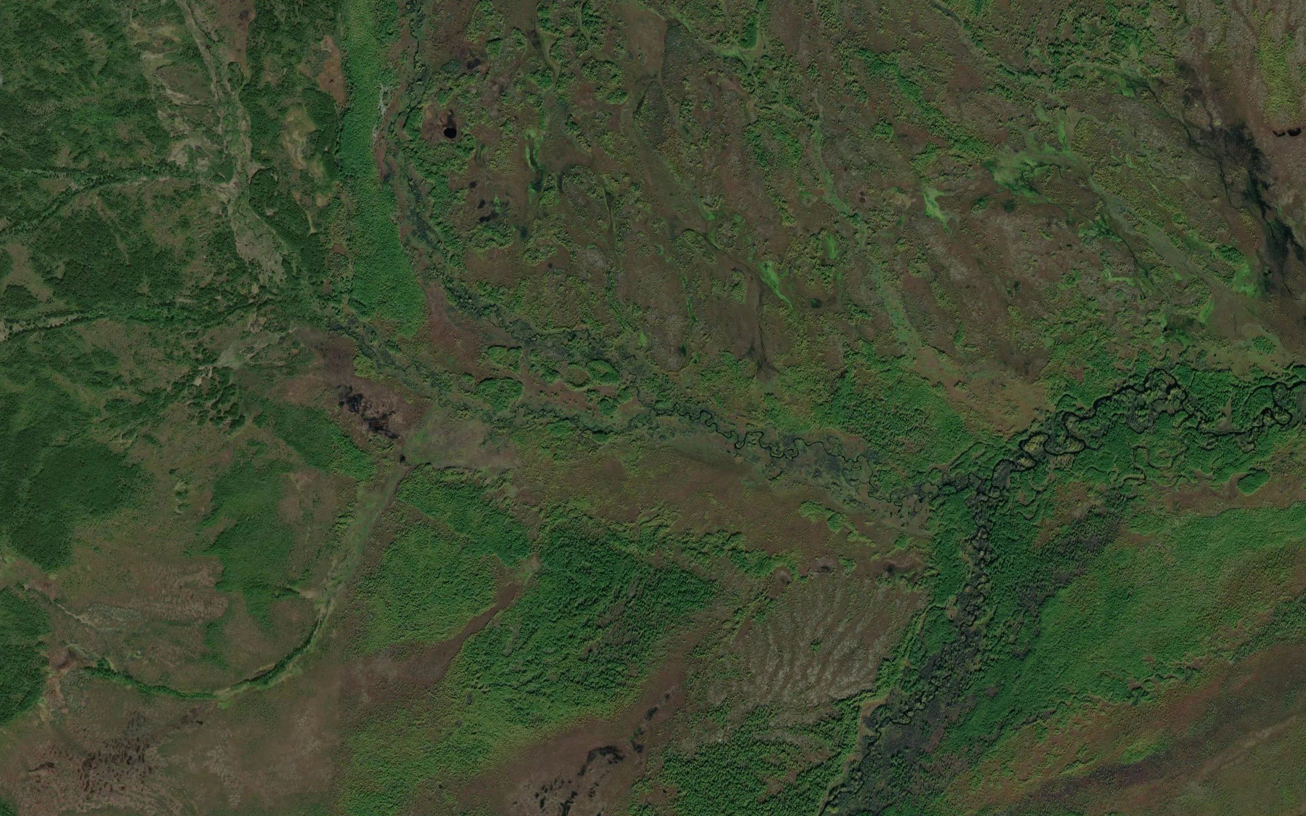 Komar