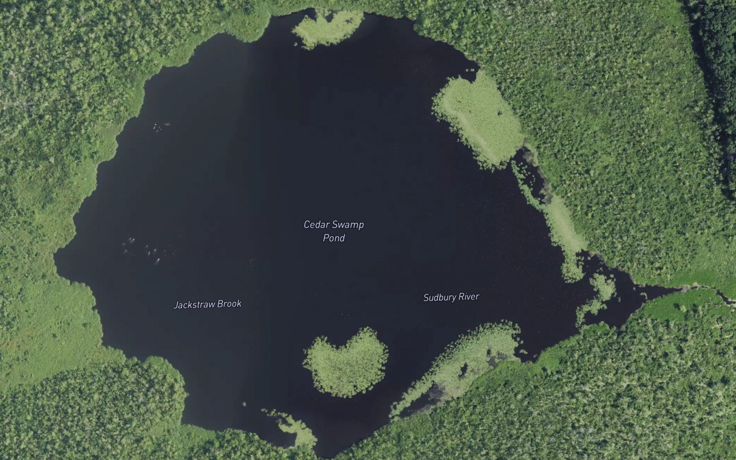 Cedar Swamp Pond