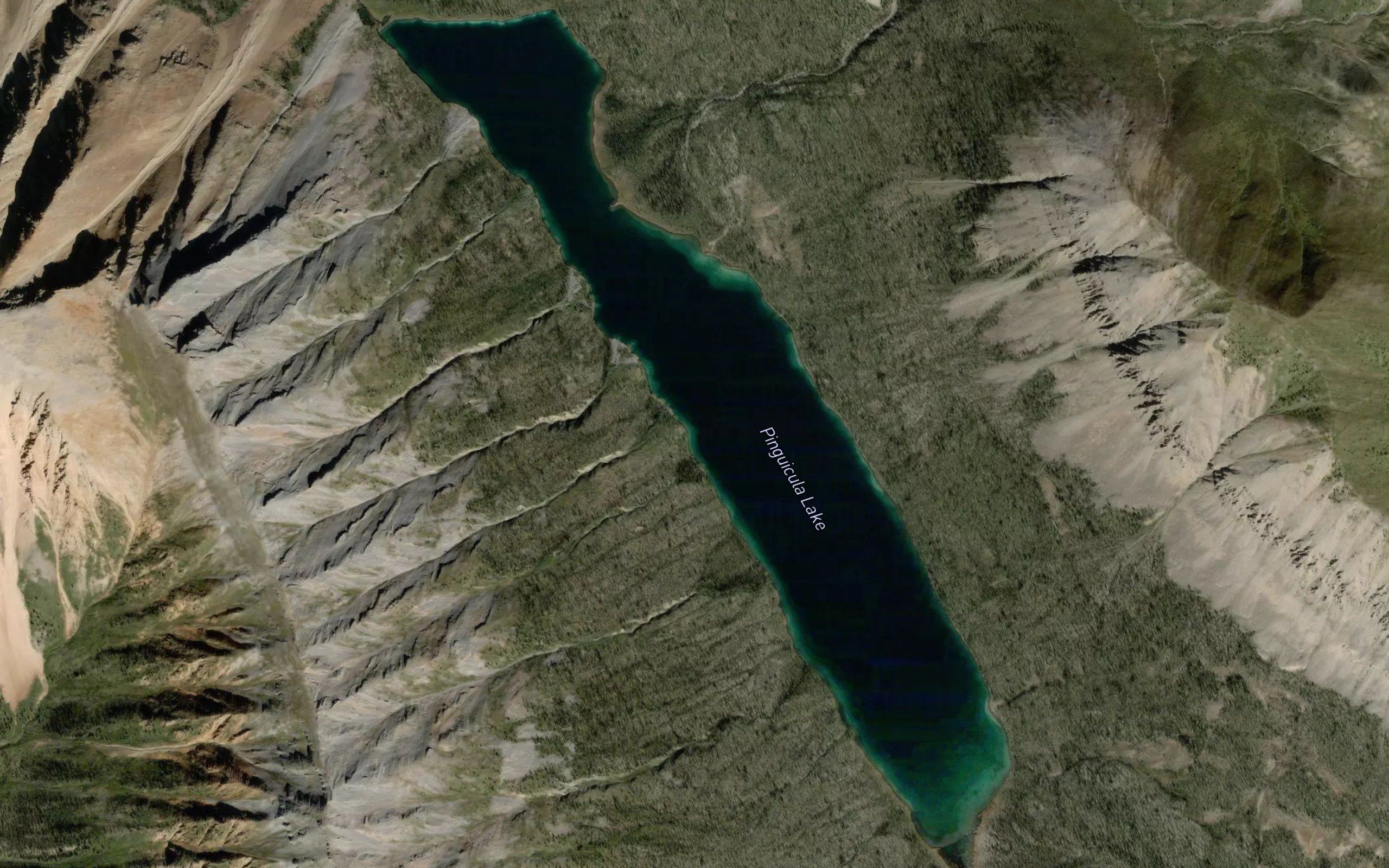 Pinguicula Lake