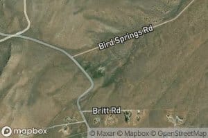 Bird Spring