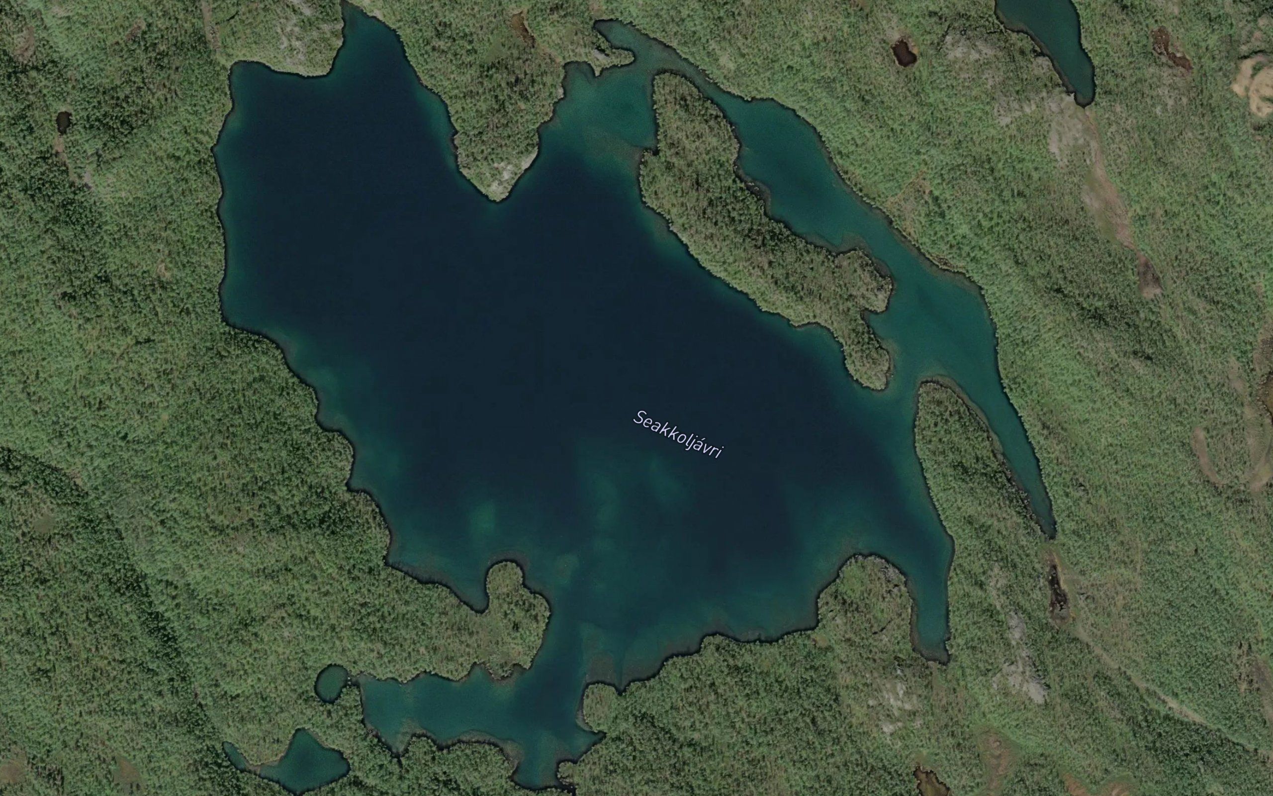 Saegguljavri