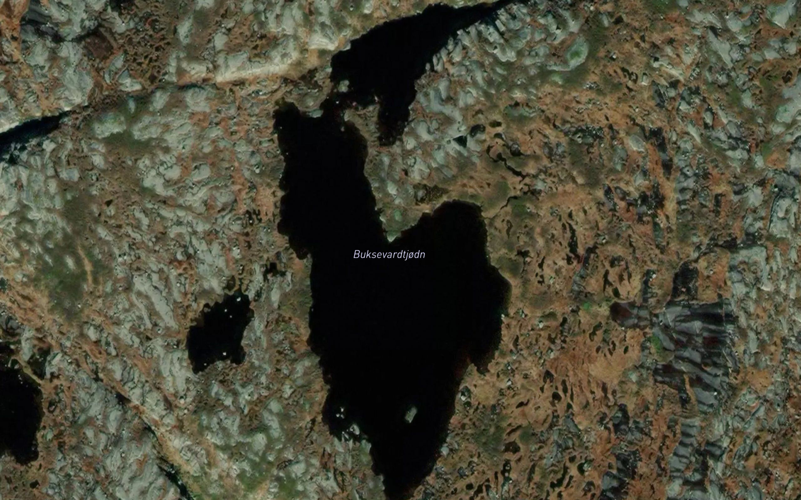 Buksevardtjodn