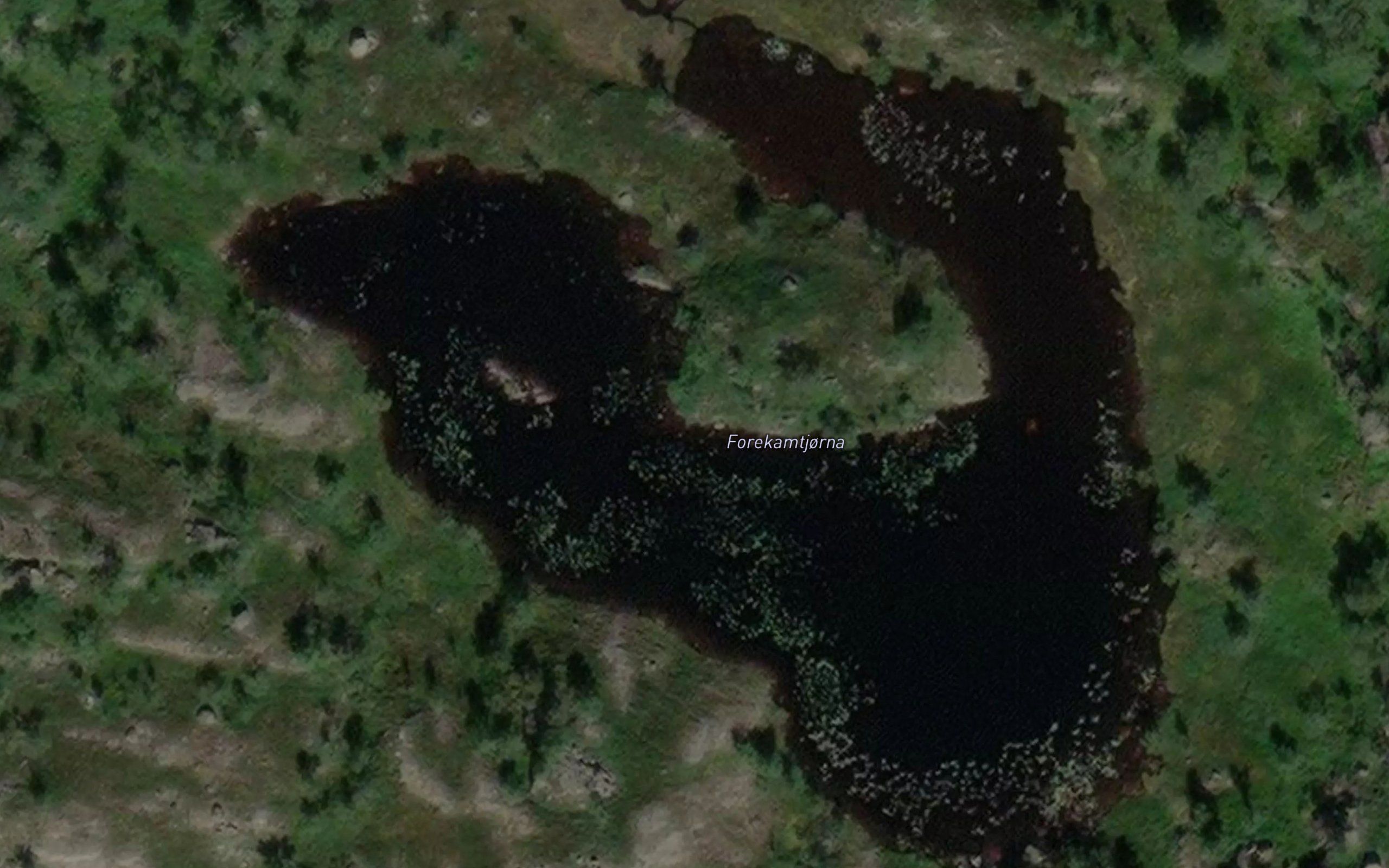 Forekamtjorna