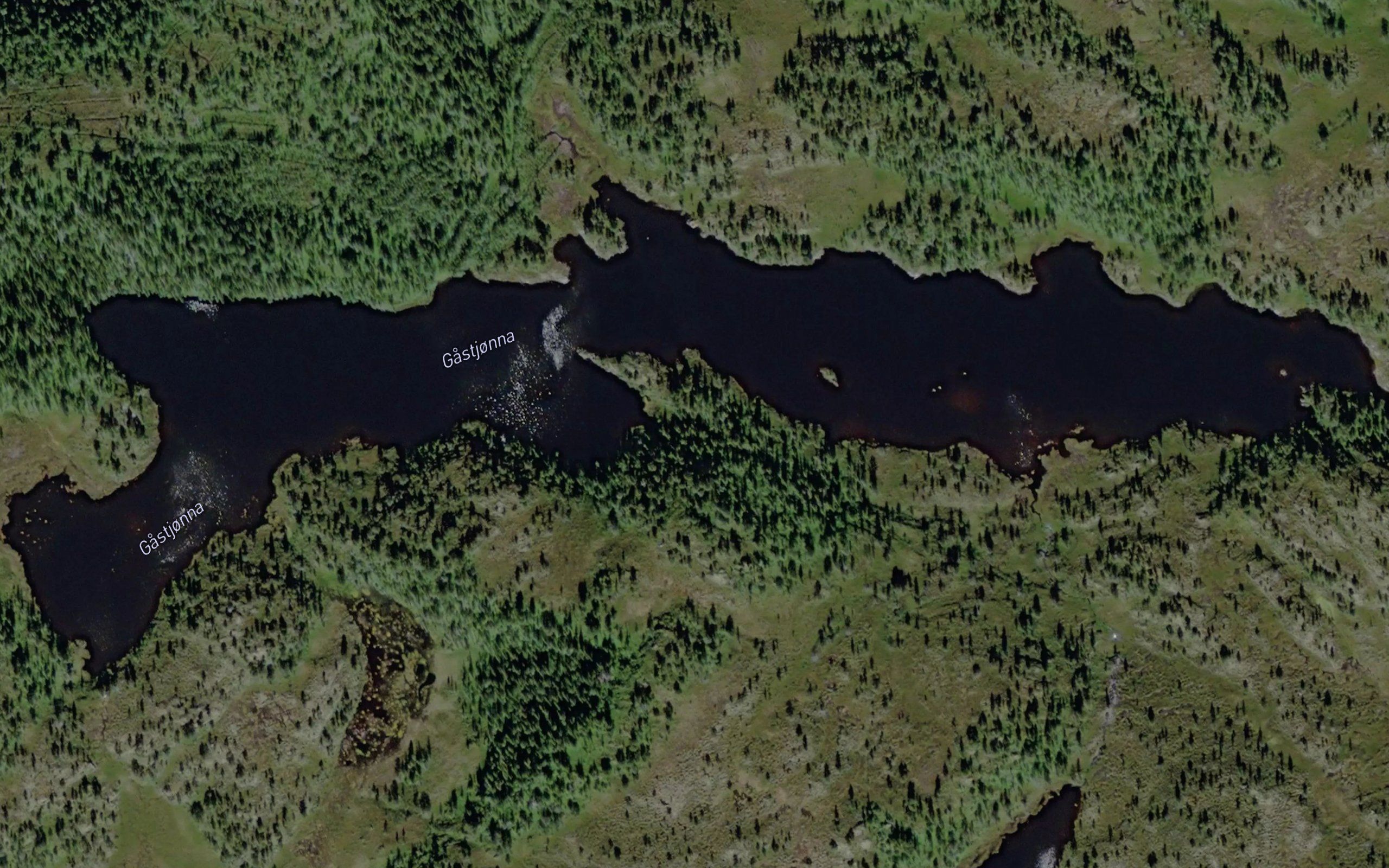 Gastjorna