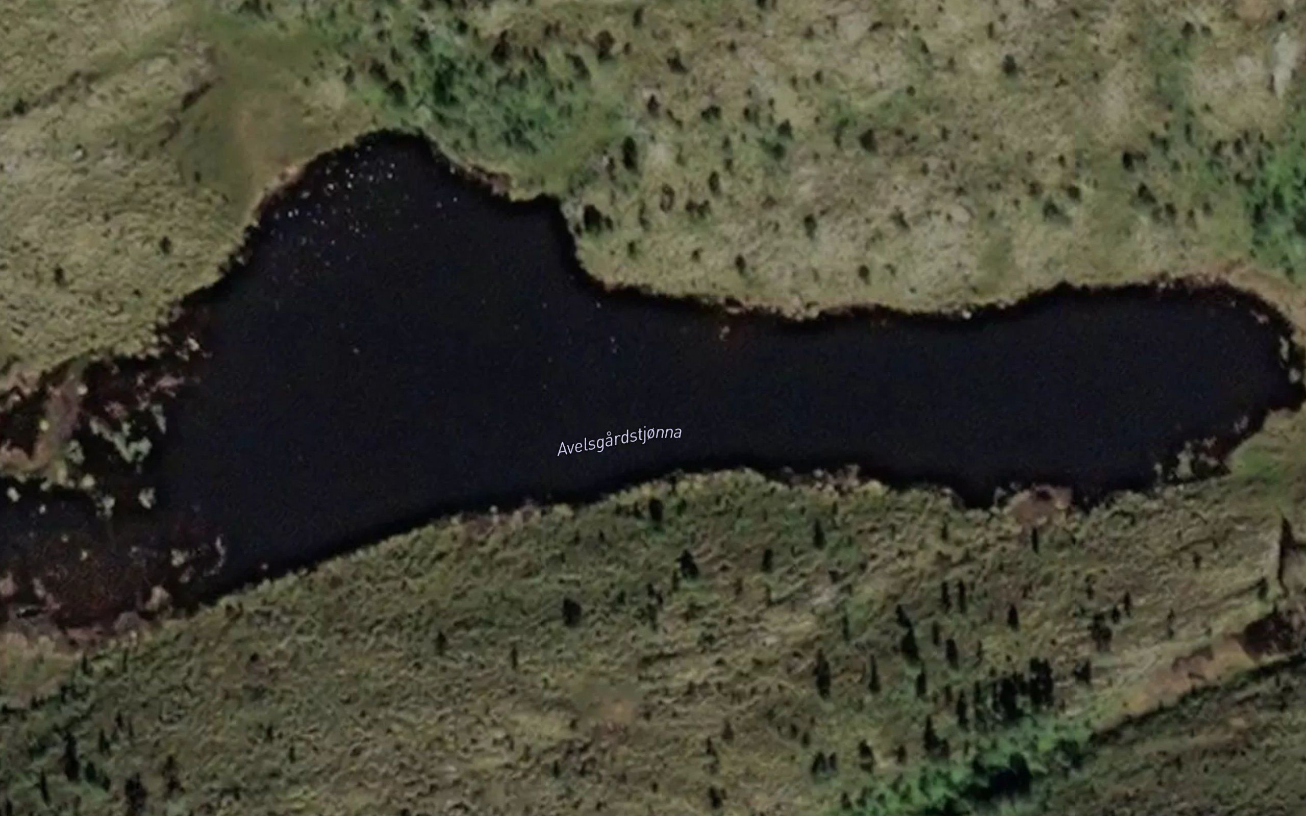 Avelsgardtjorna