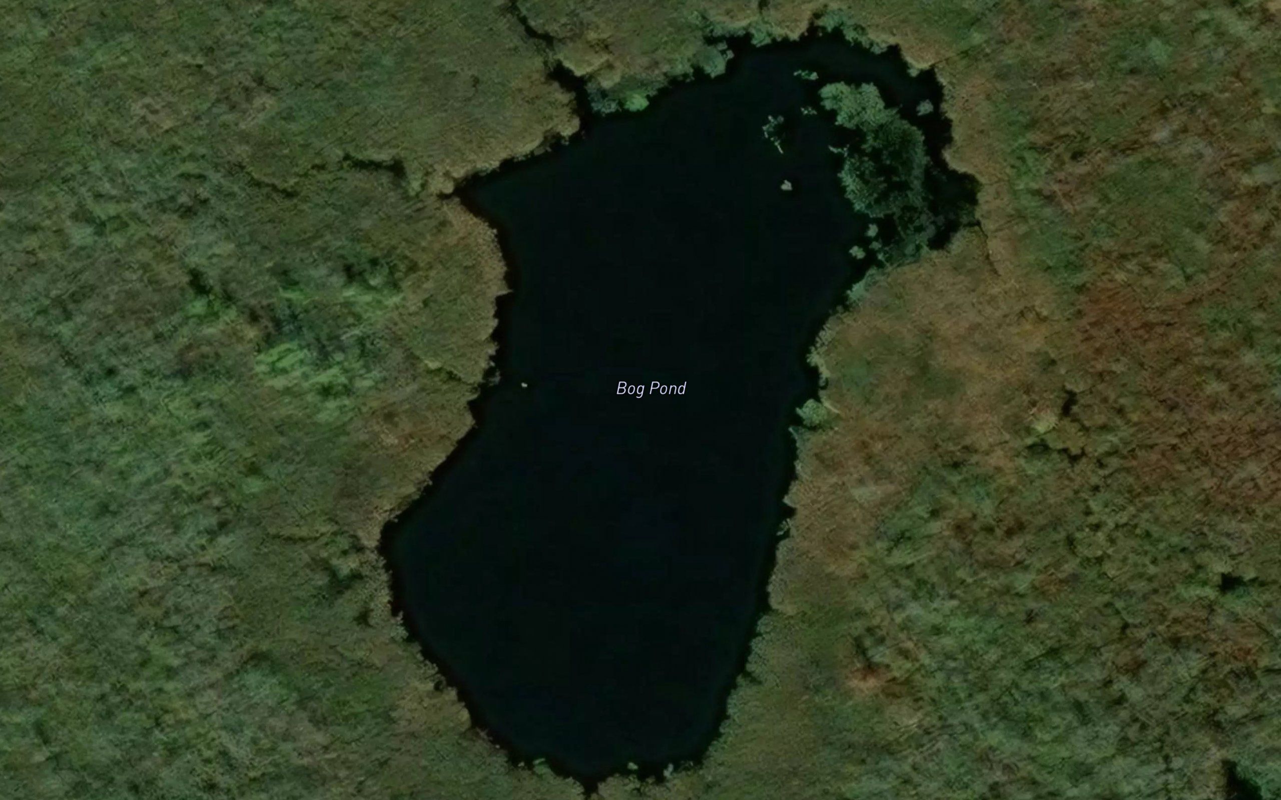 Bog Pond
