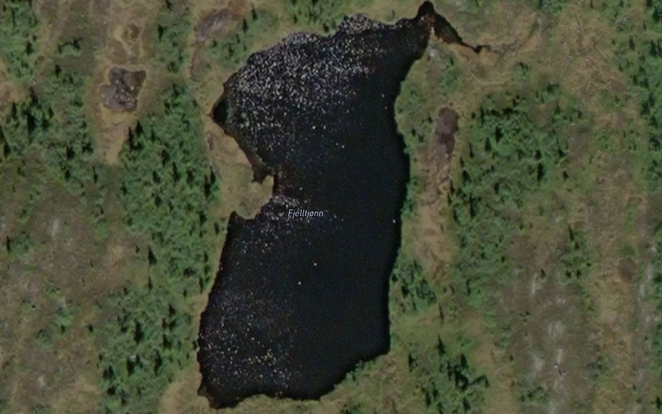 Fjelltjorn