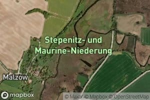 Maurine