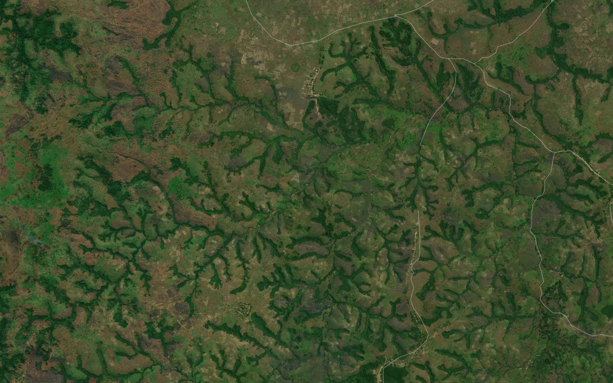 Kamingo