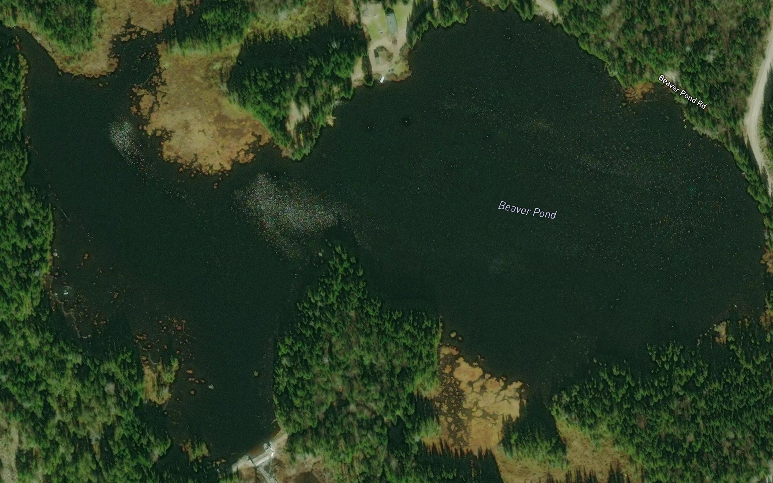 Beaver Pond