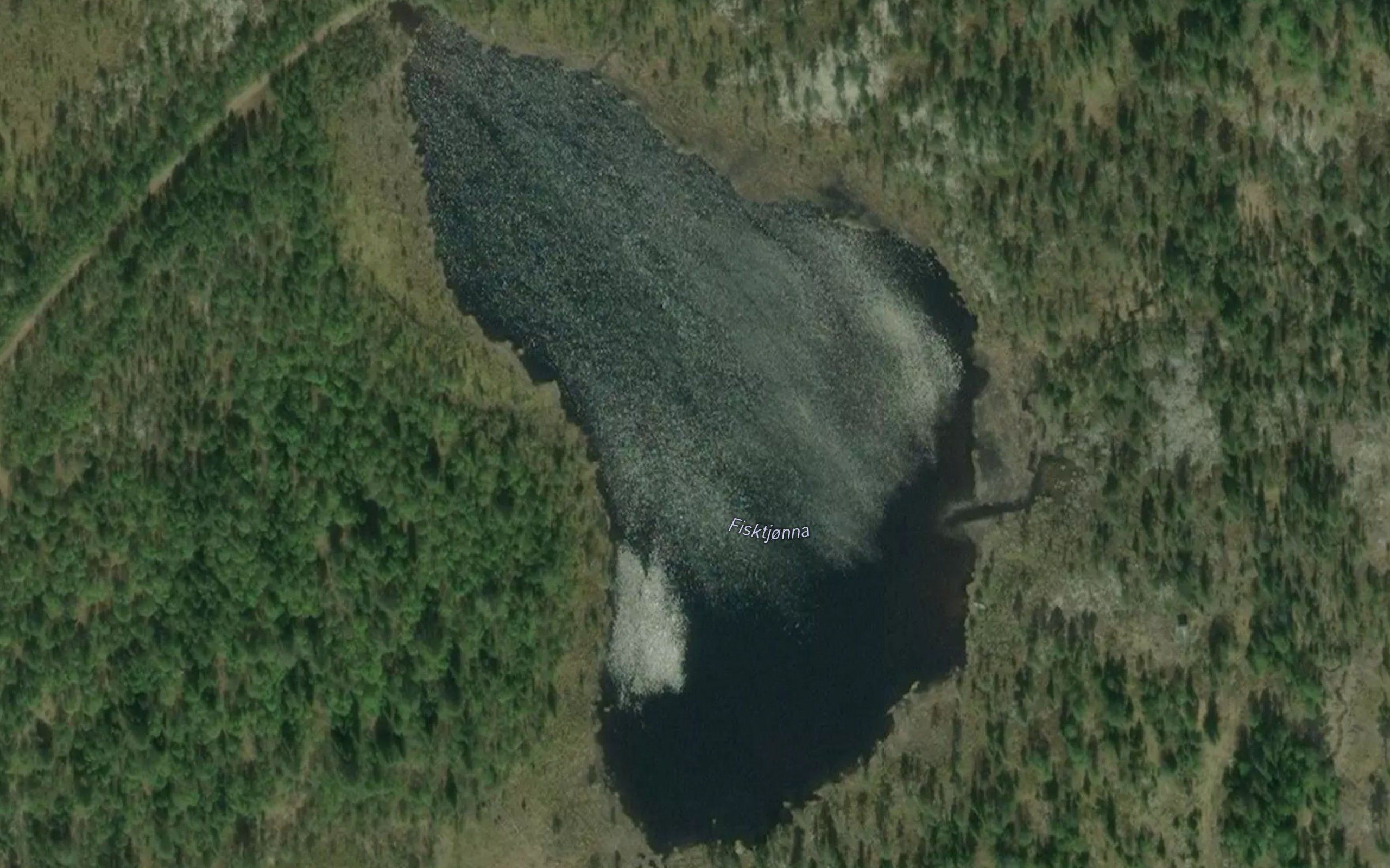 Fisktjorna