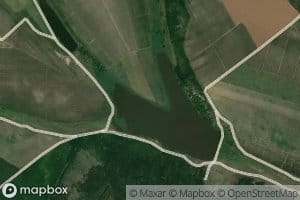 Pereni