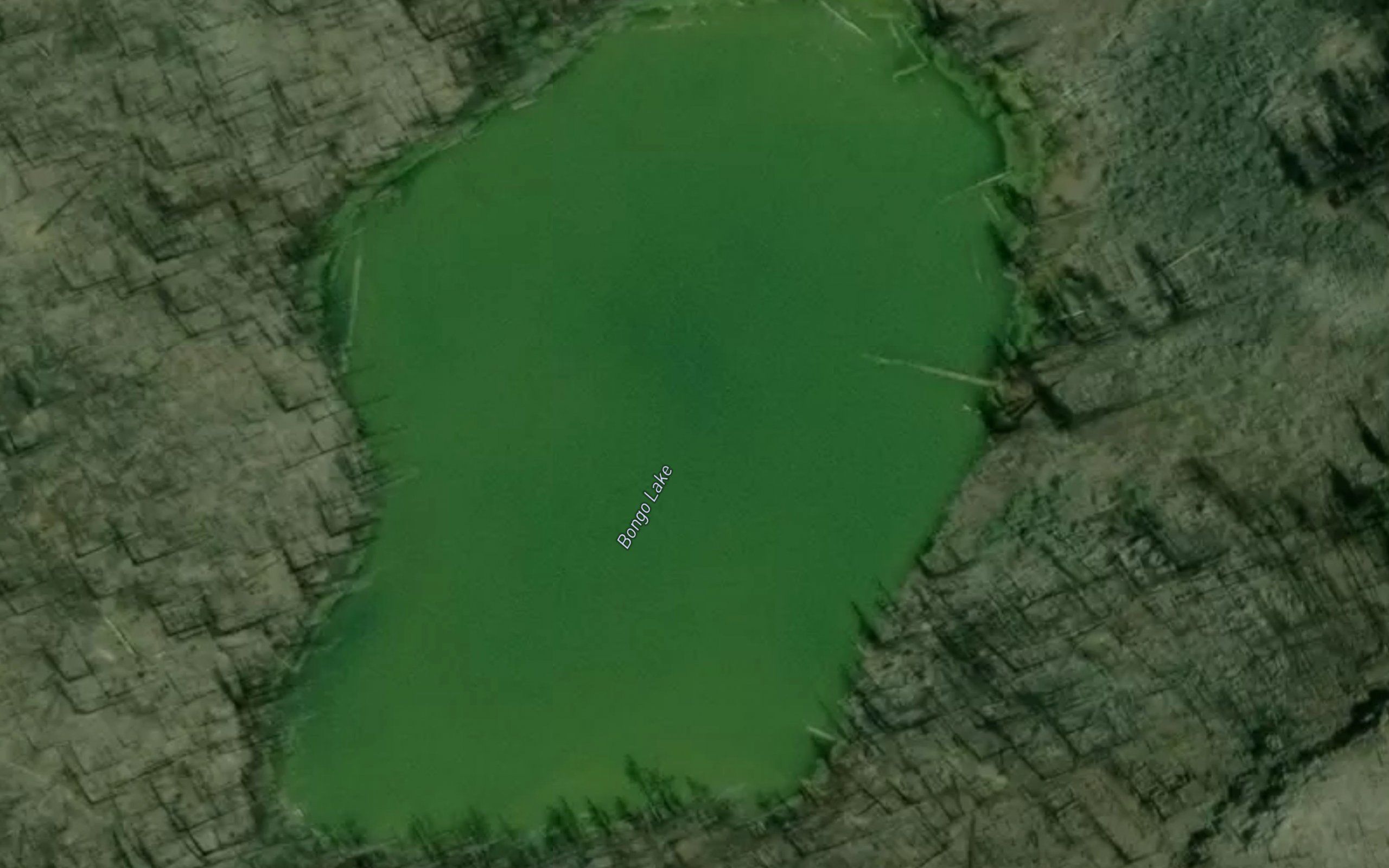 Bongo Lake