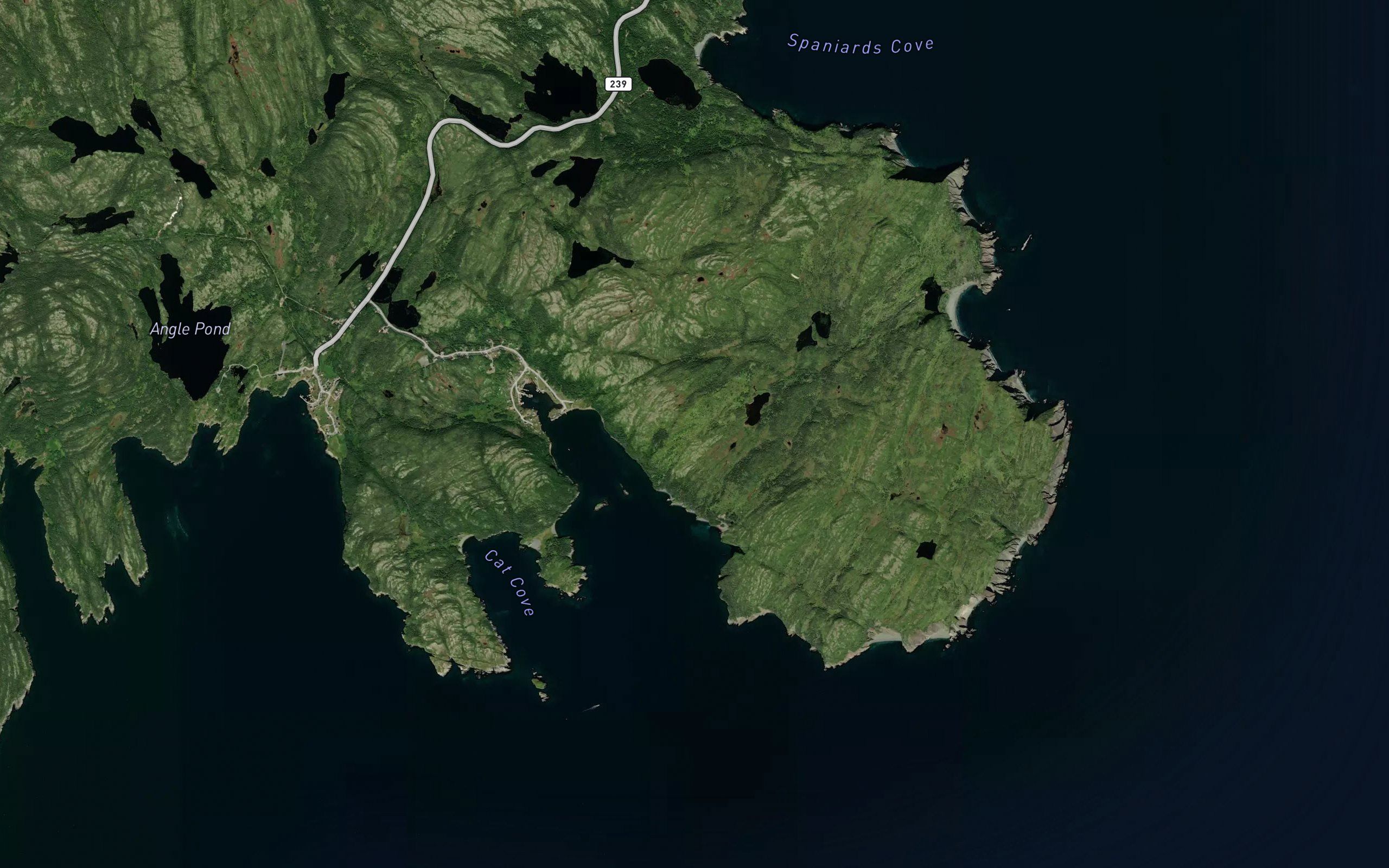 Cat Cove