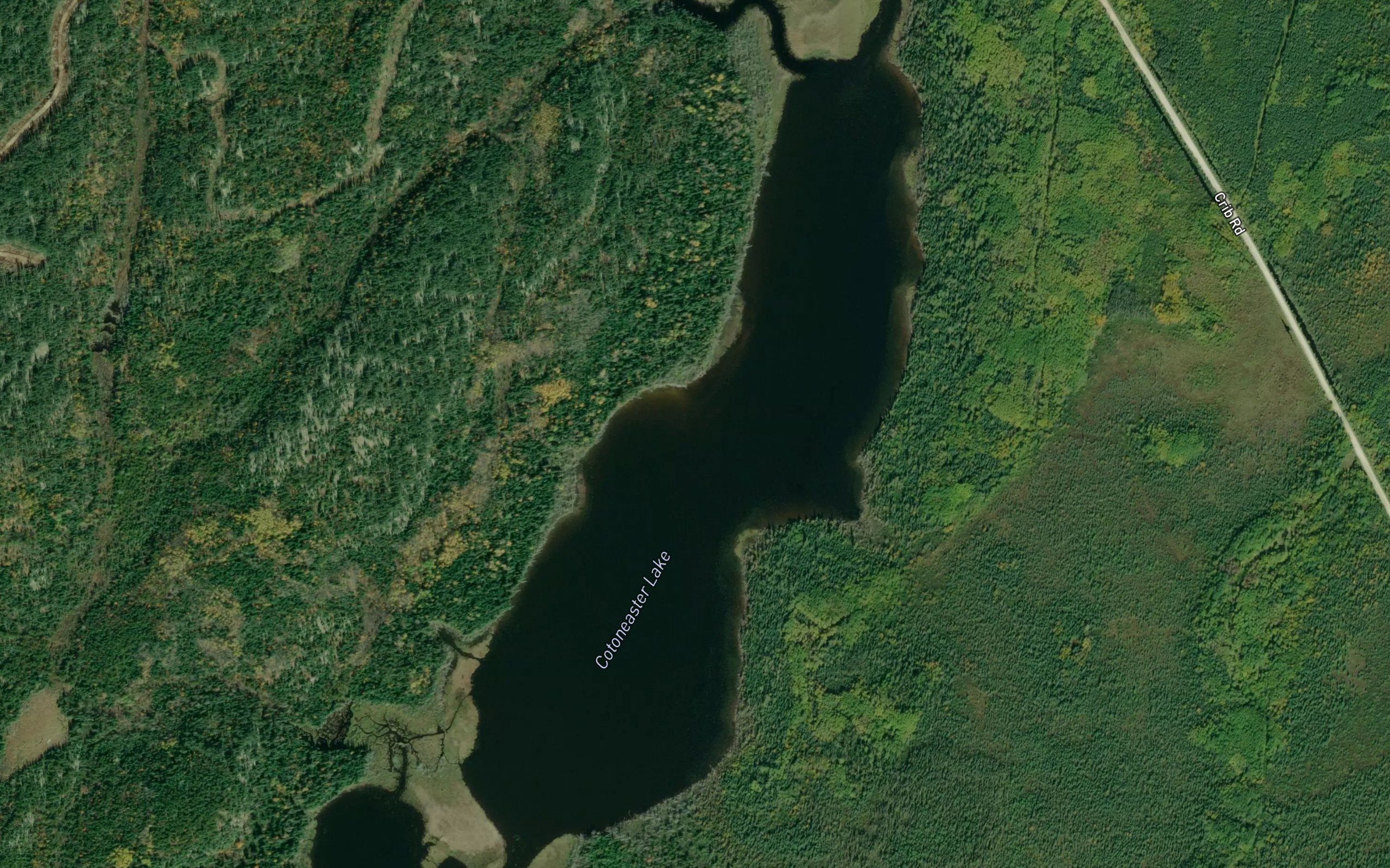 Cotoneaster Lake