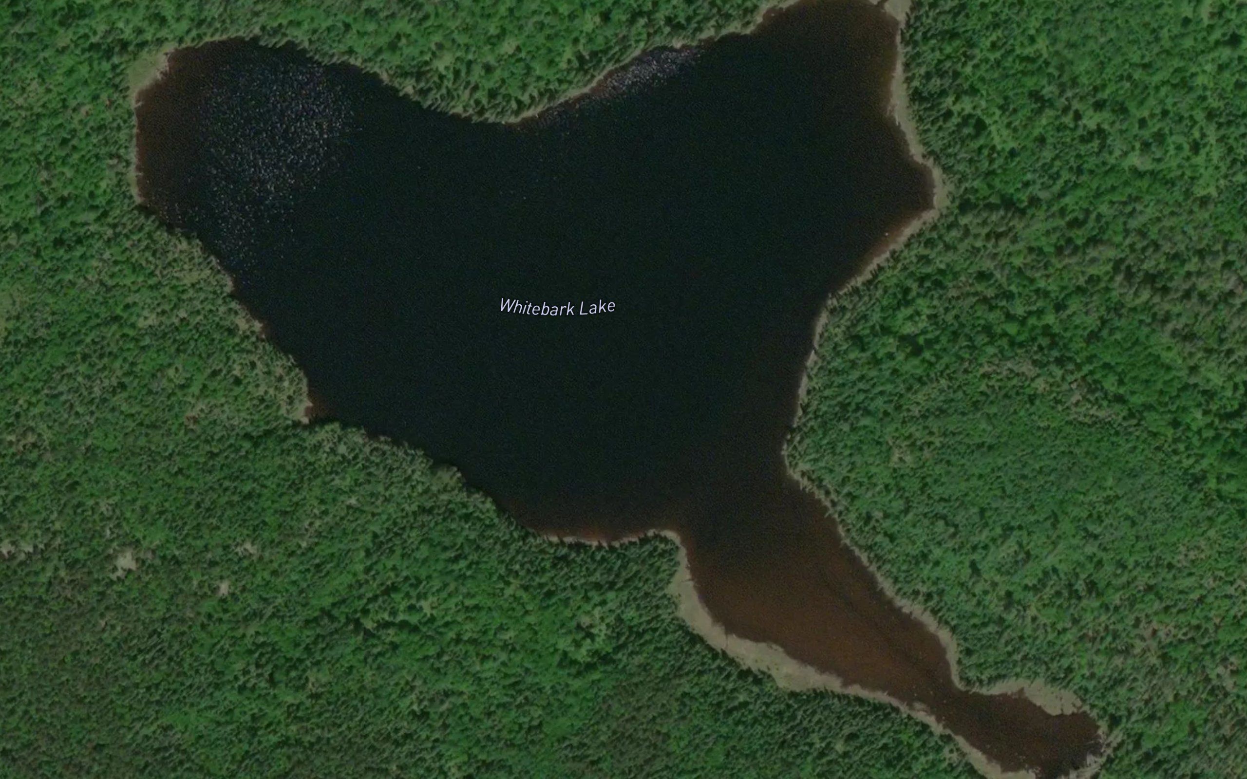 Whitebark Lake