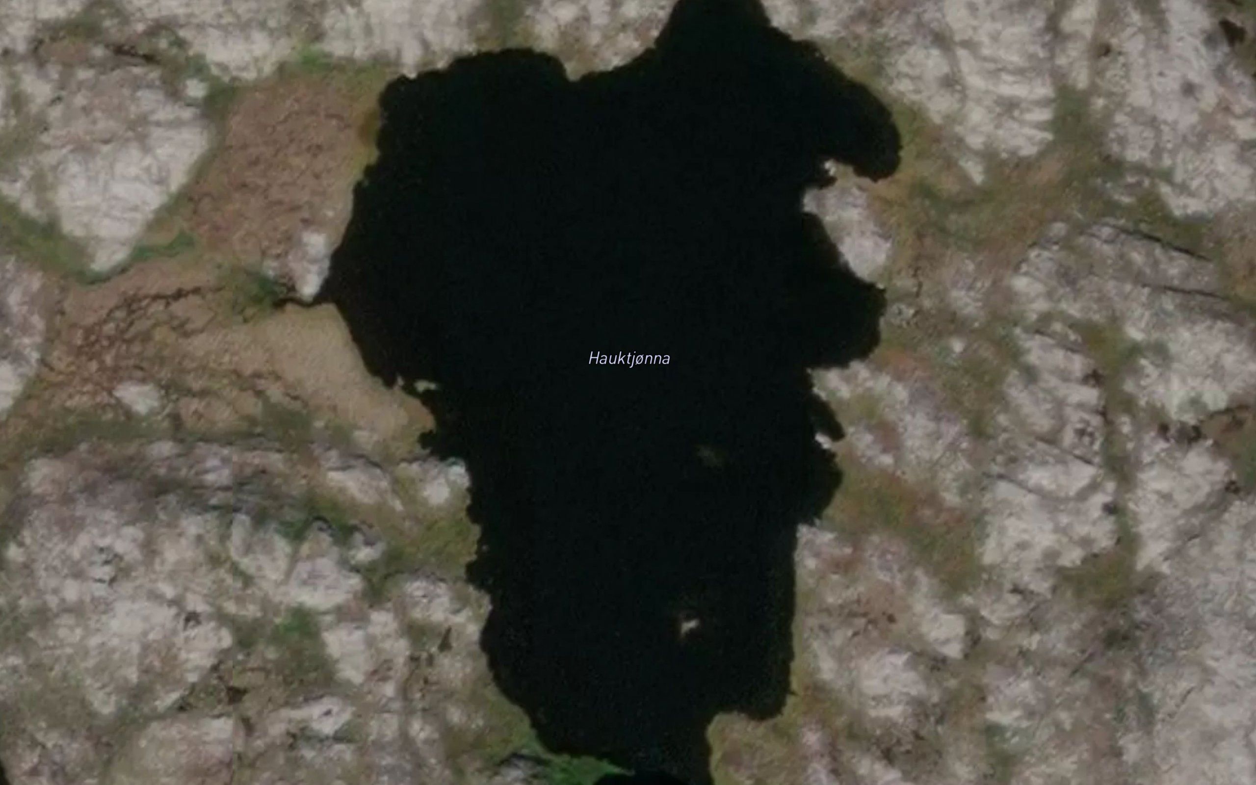 Hauktjorna