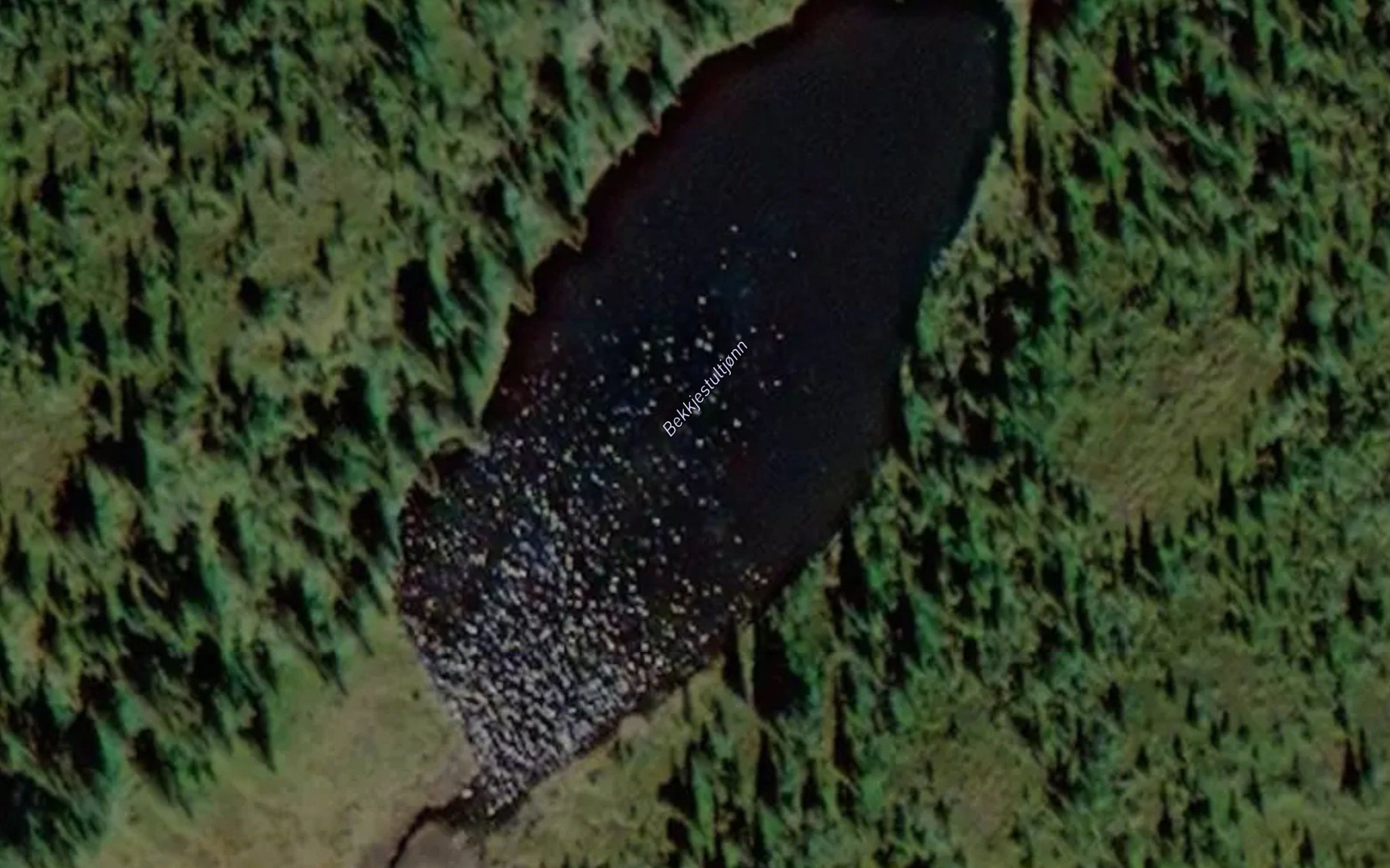 Bekkjestultjonn