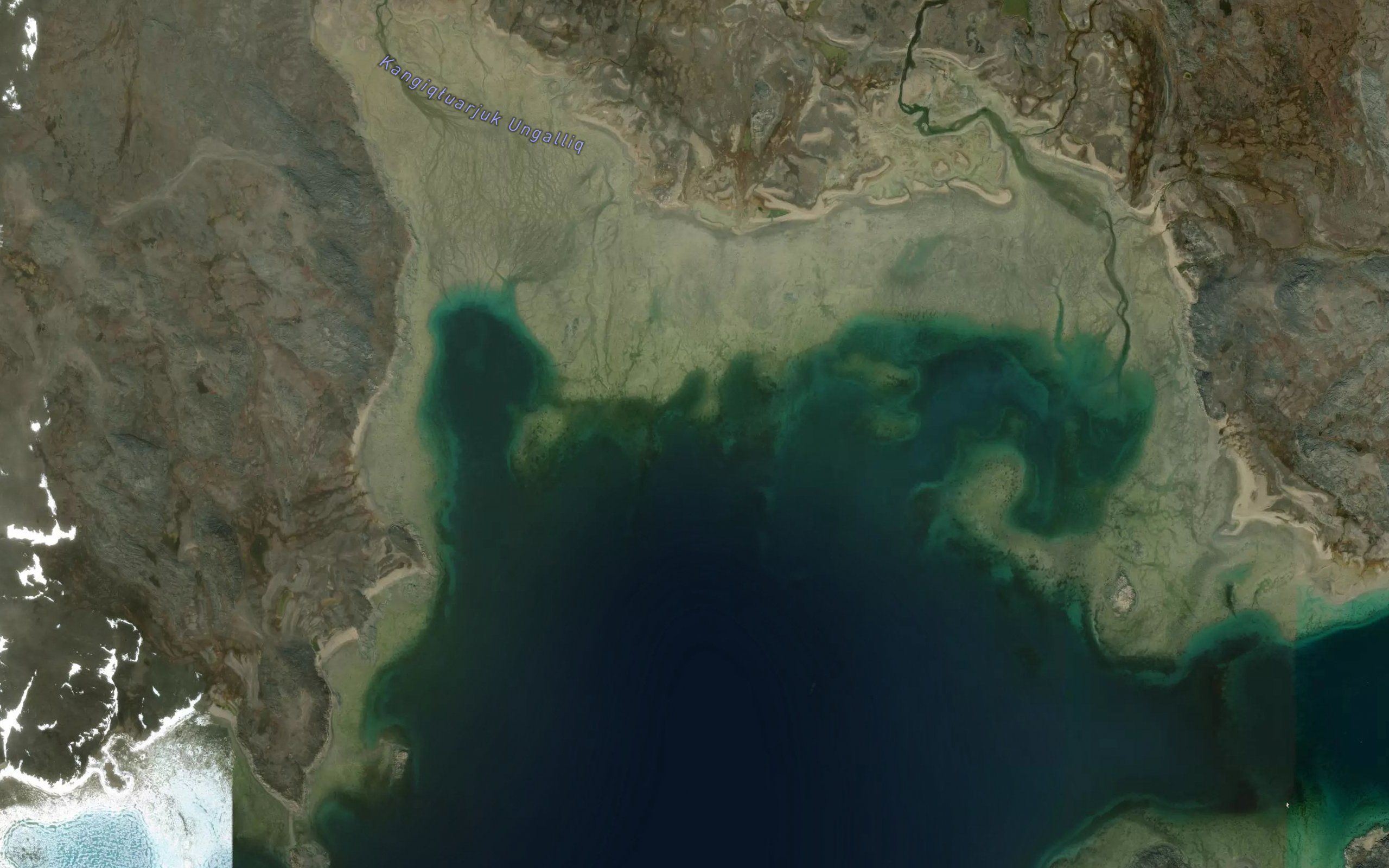 Palmated Bay