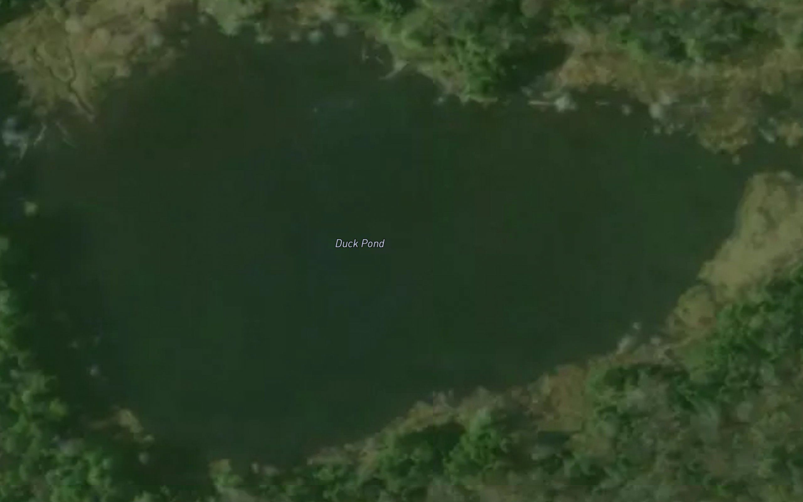 Duck Pond