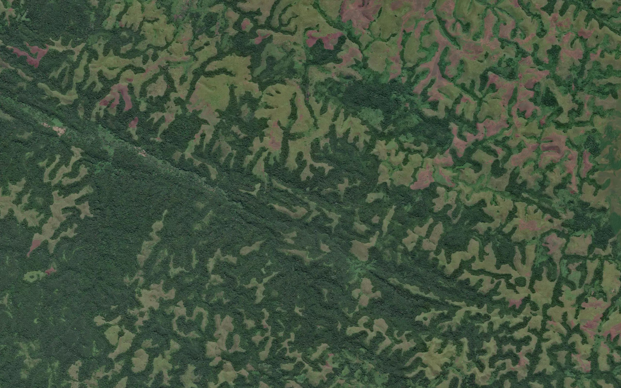 Tavu