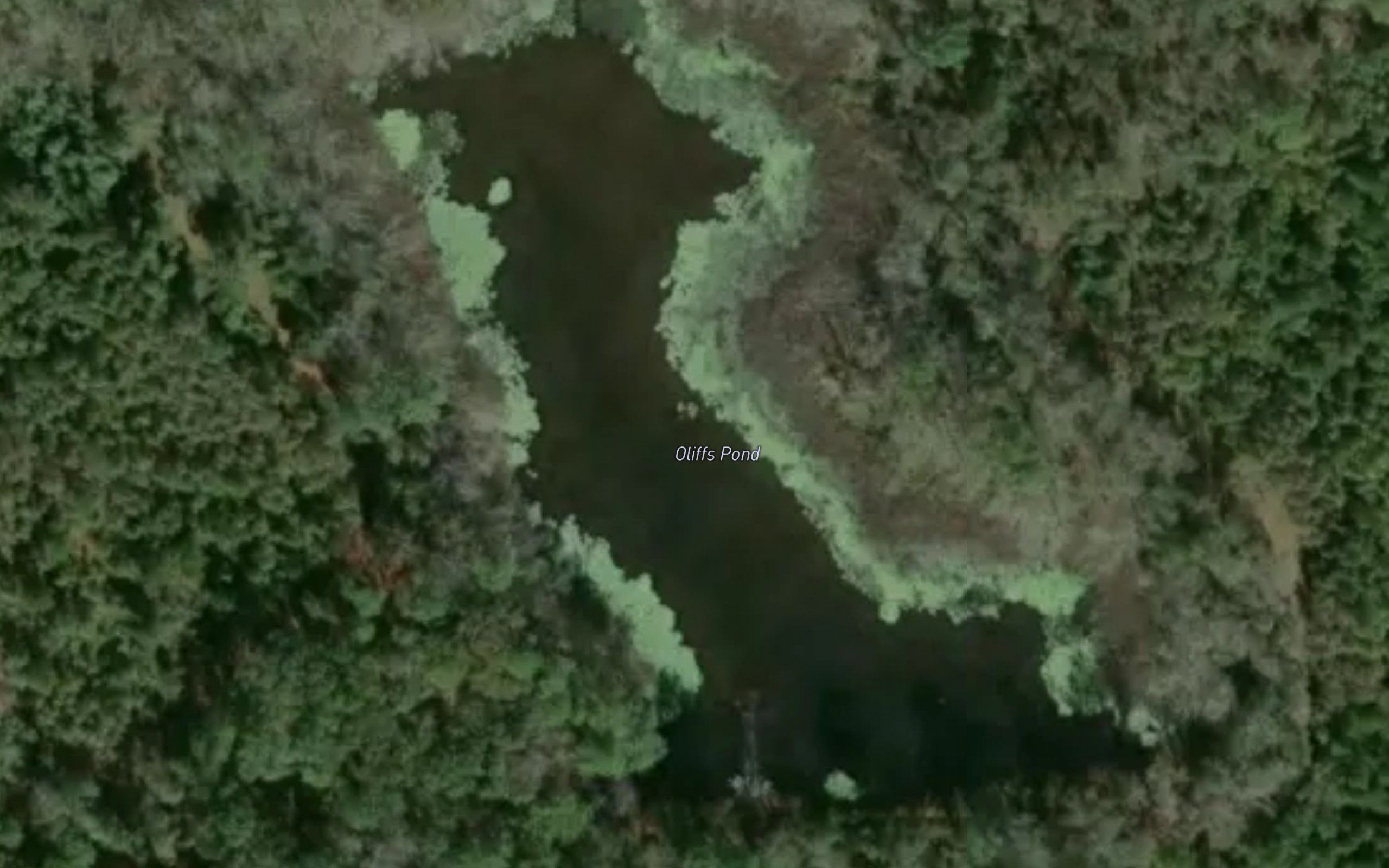 Oliffs Pond