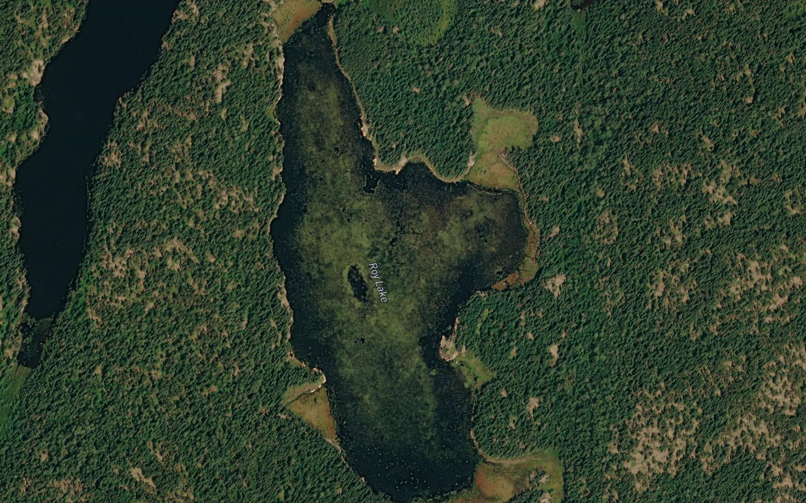 Roy Lake