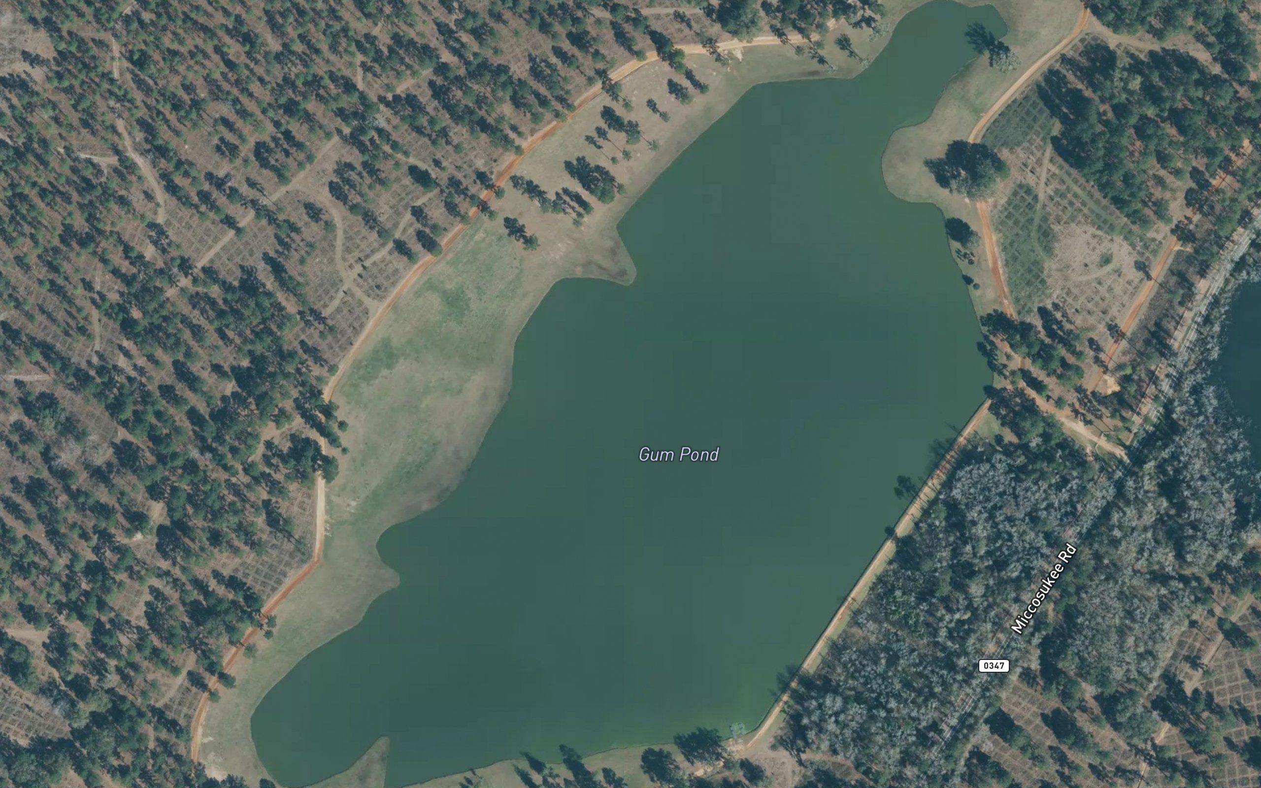 Gum Pond
