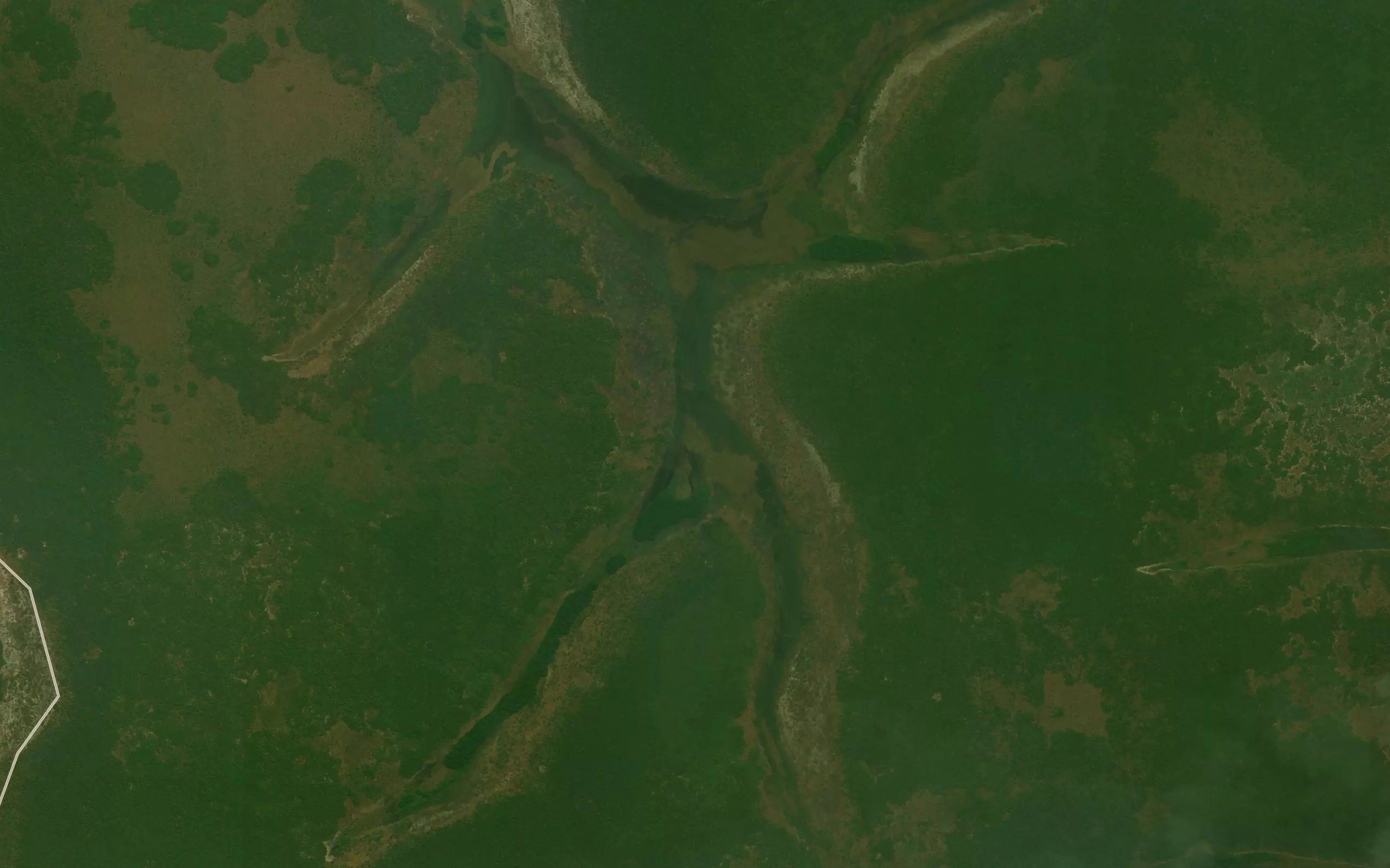 Camanungo