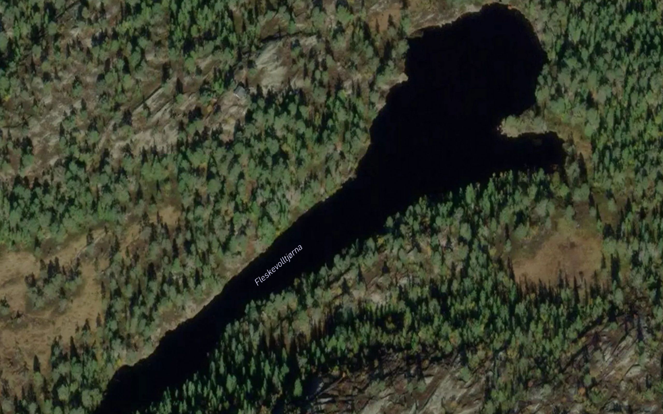 Fleskevolltjorna
