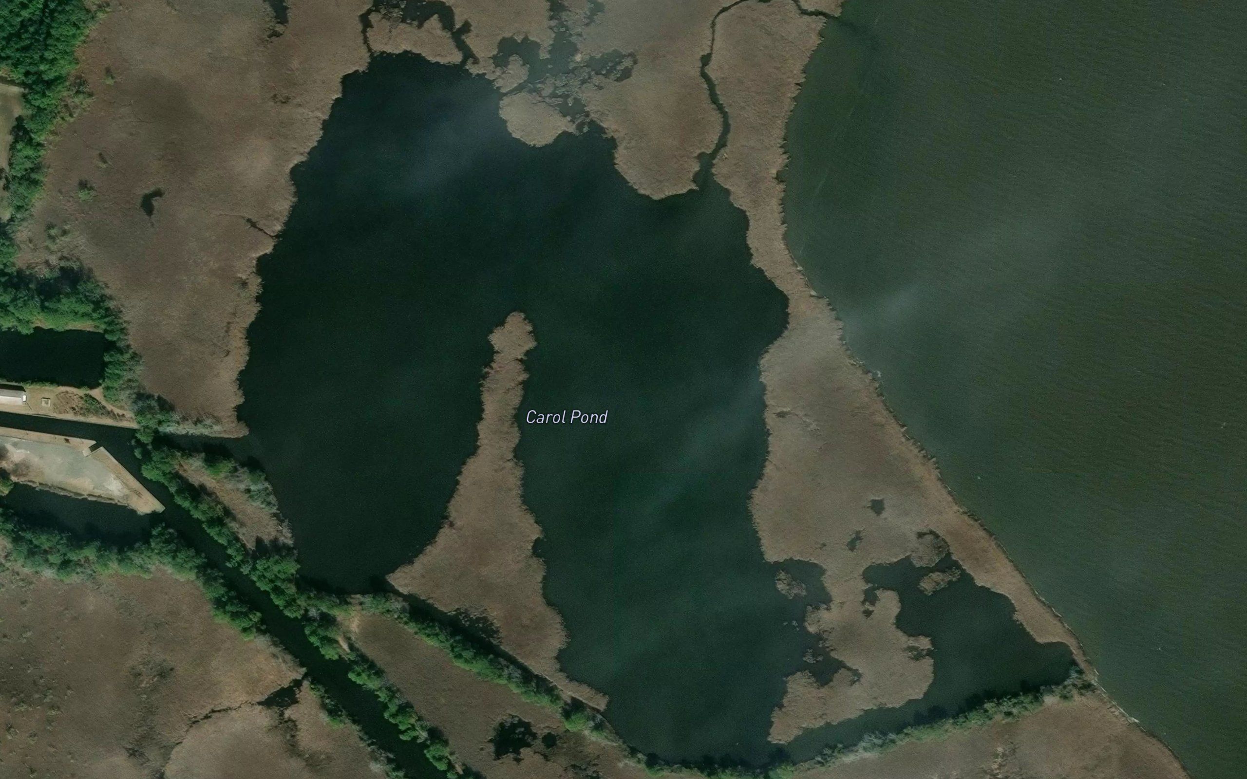 Carol Pond
