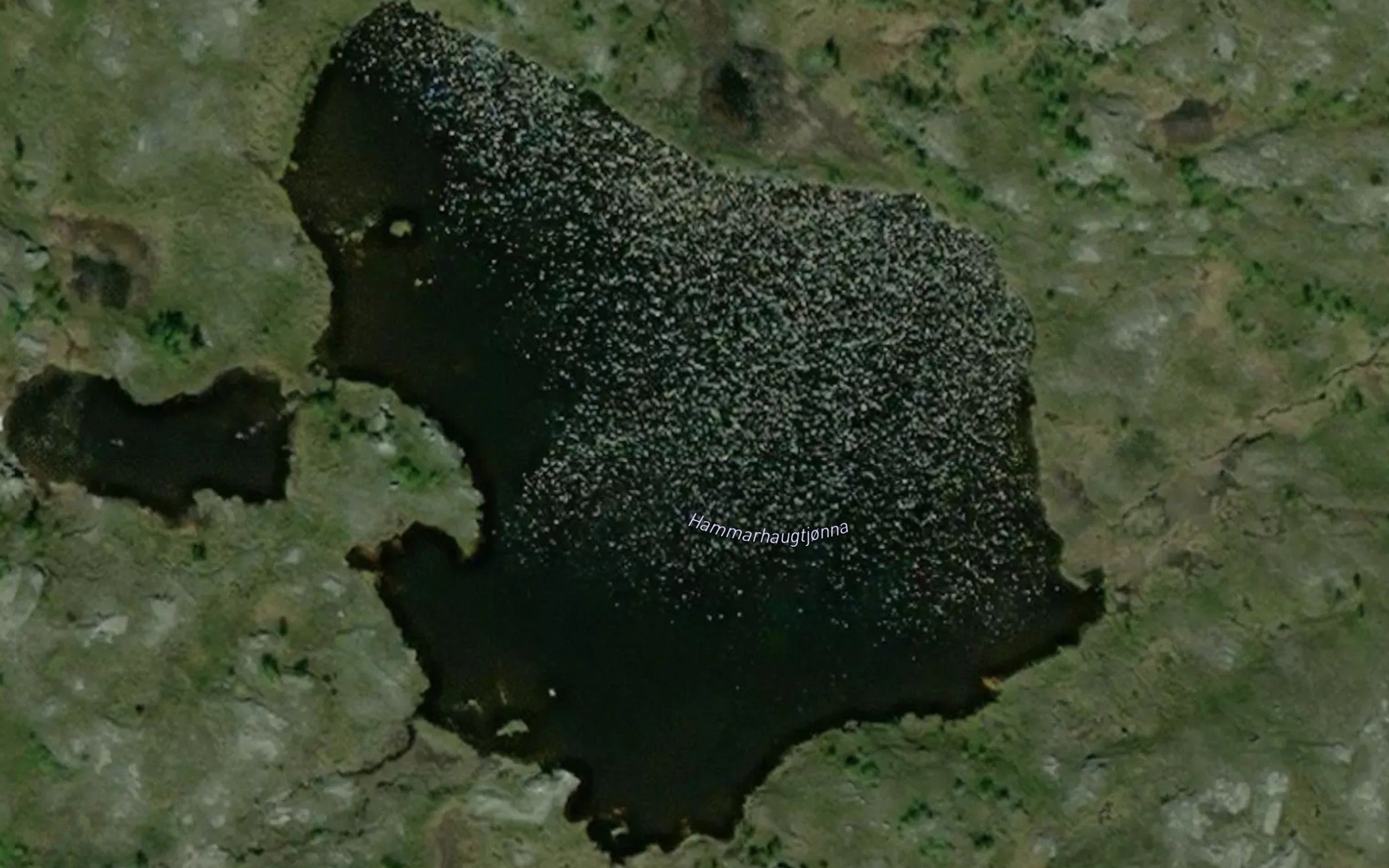 Hammarhaugtjorna