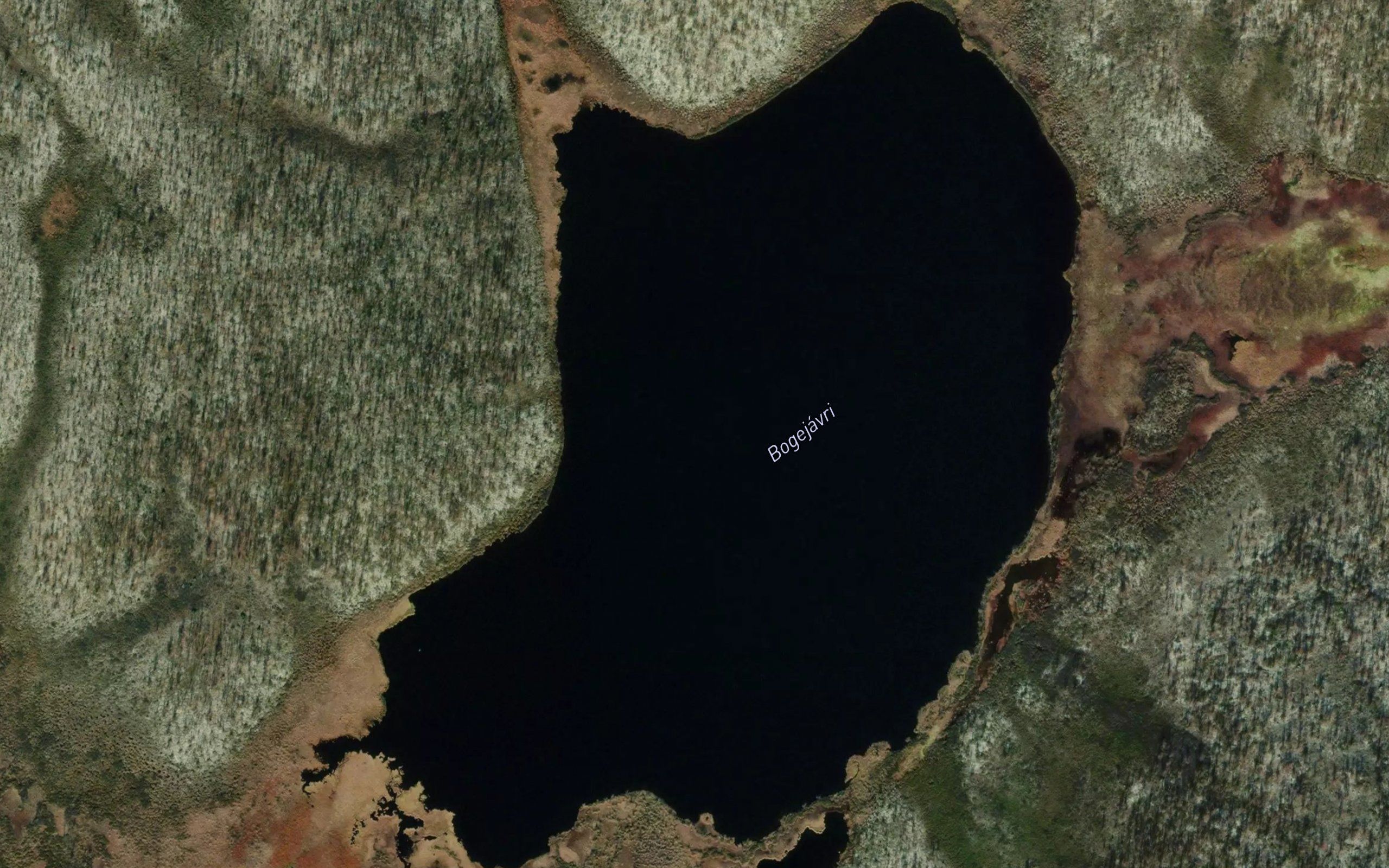 Bogejavri
