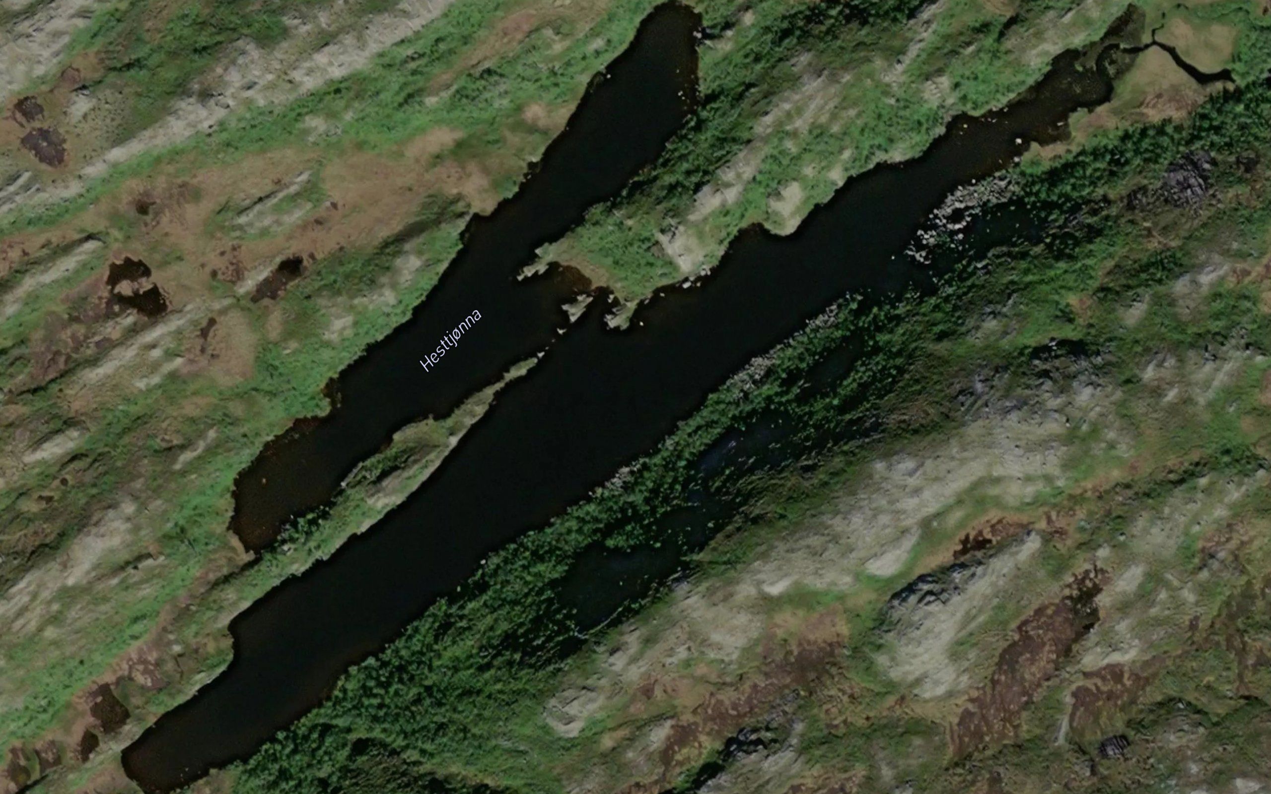 Hesttjorna