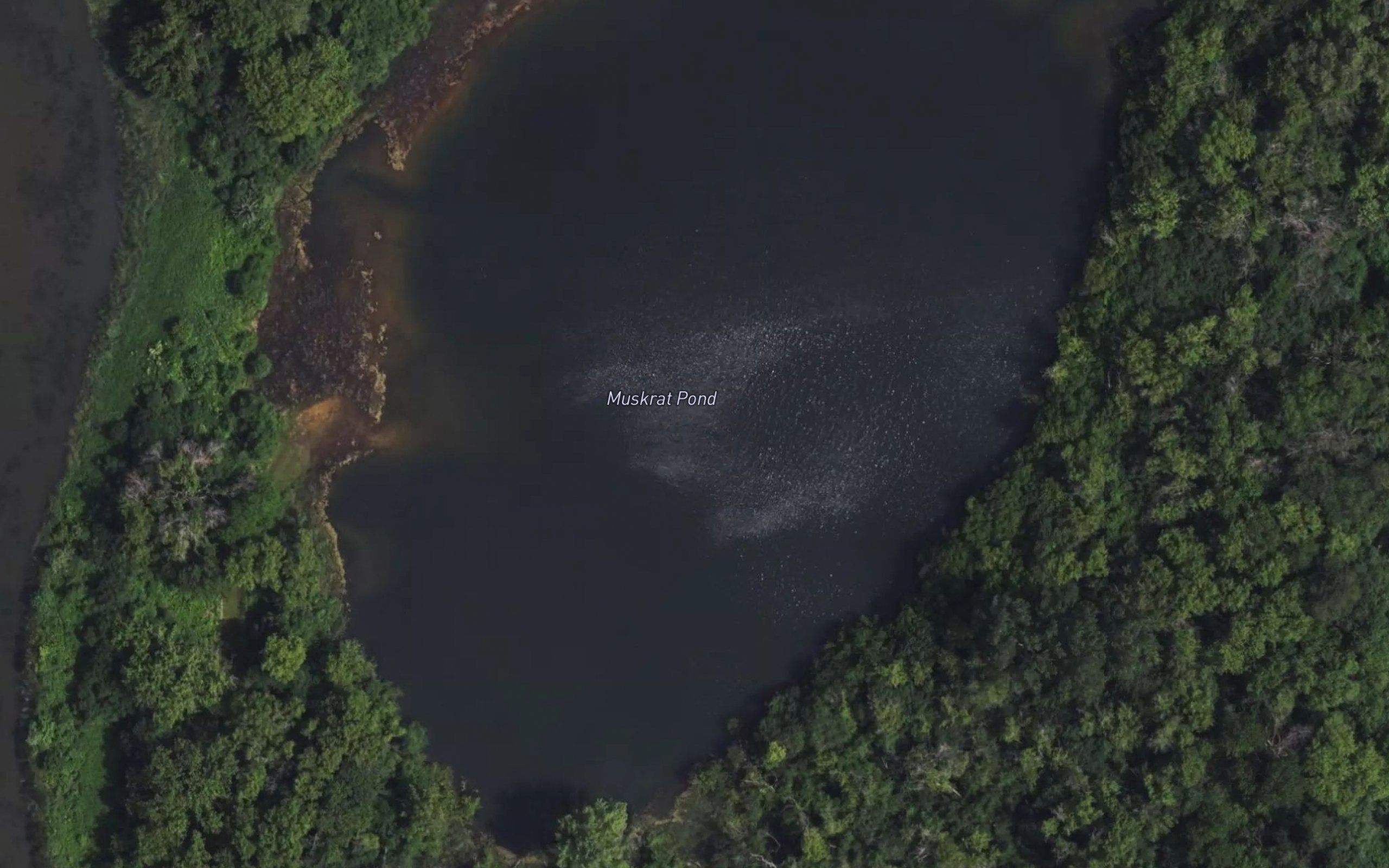 Muskrat Pond
