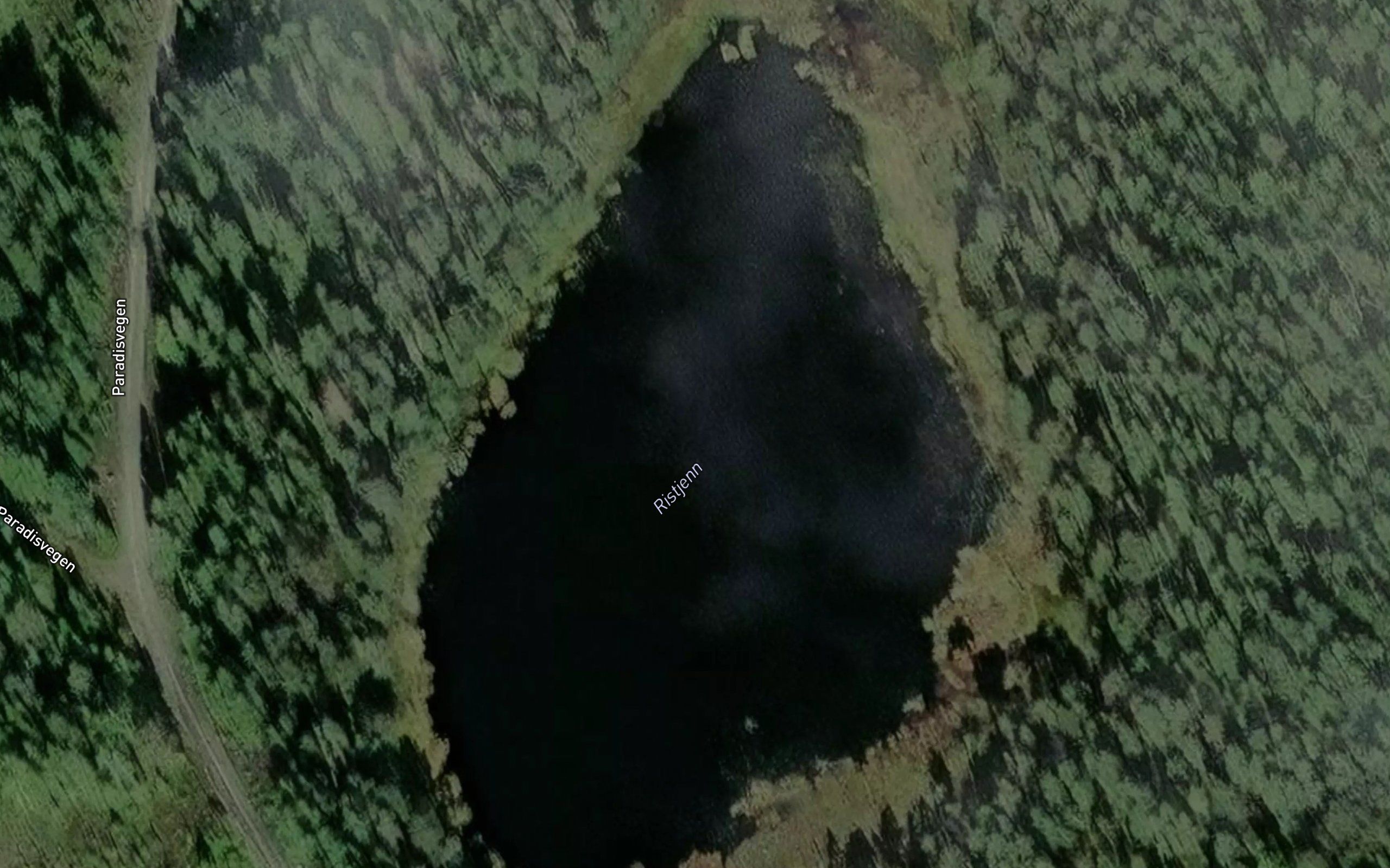 Ristjern