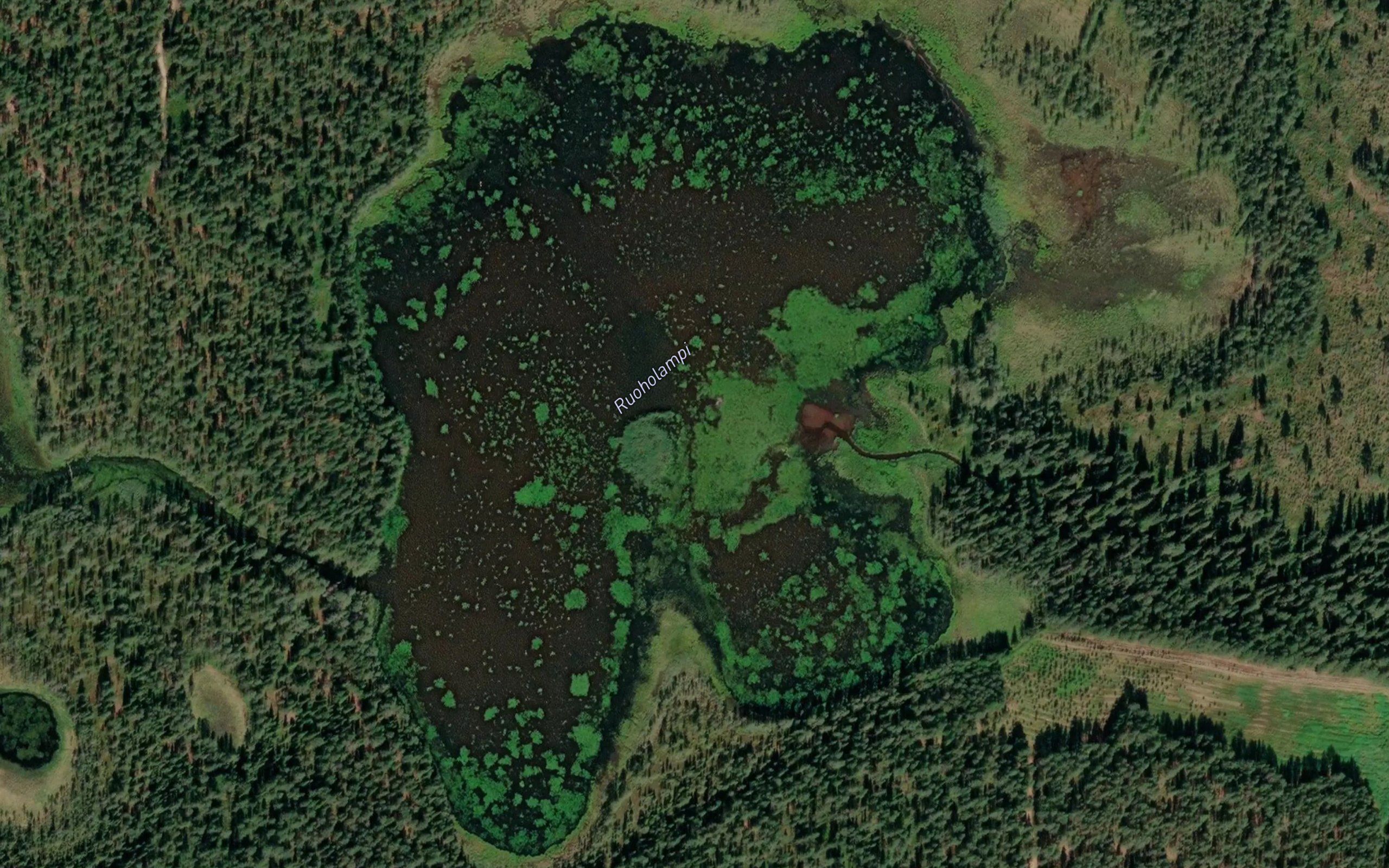 Ruoholampi