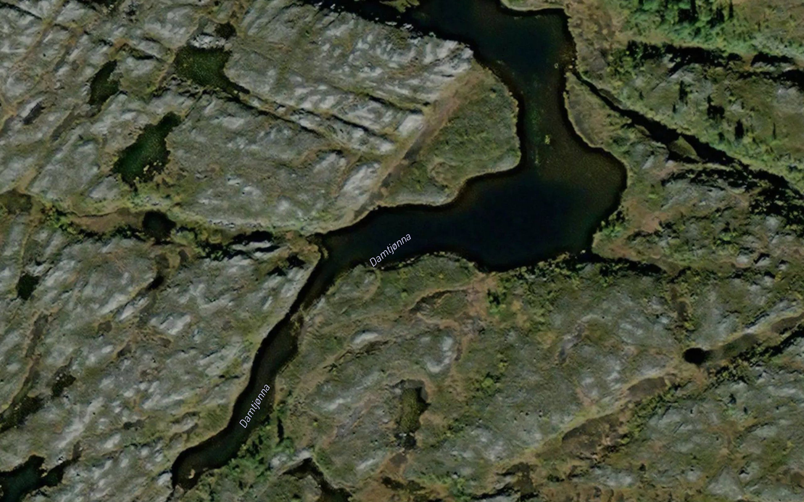 Damtjorna