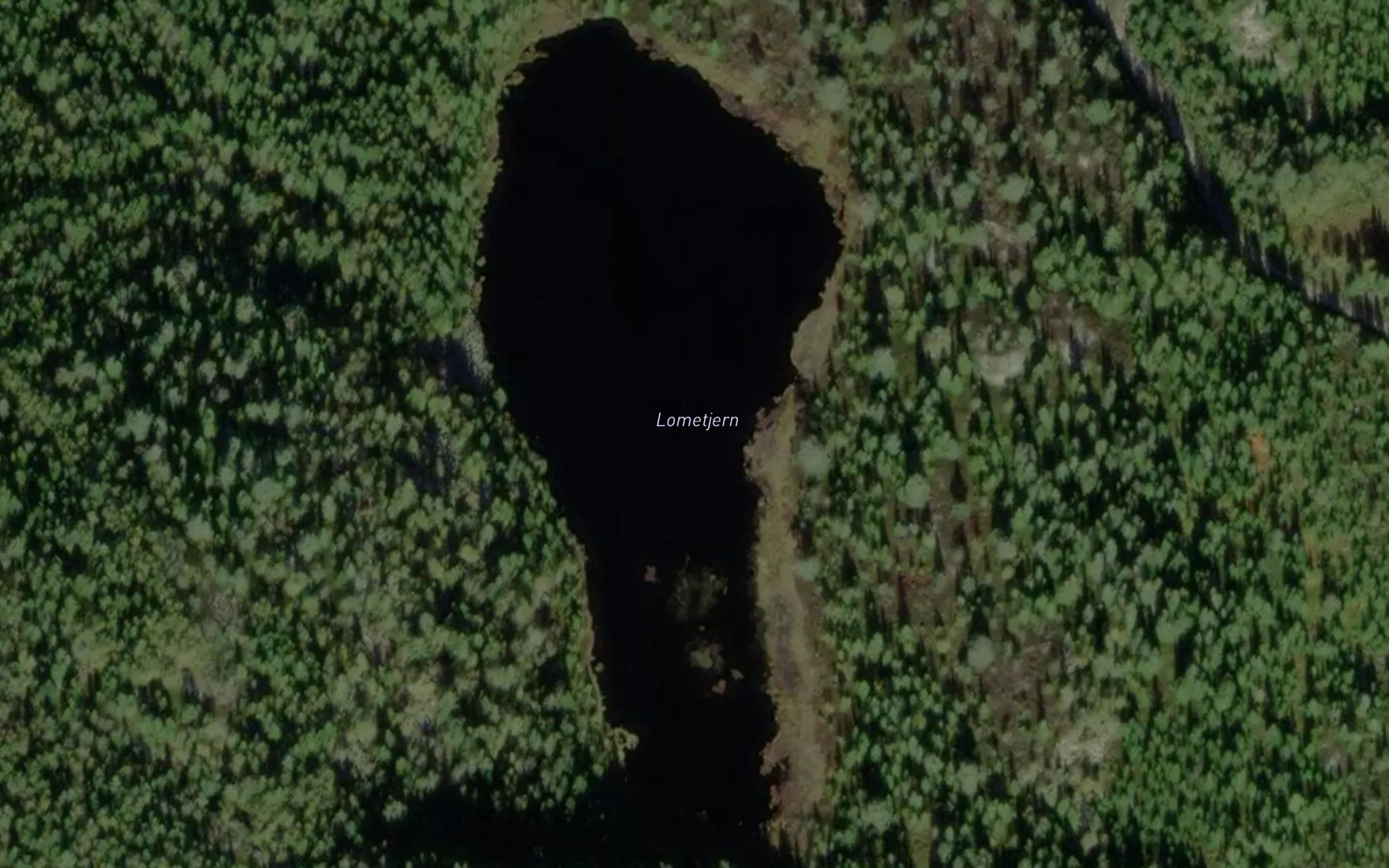 Lometjern