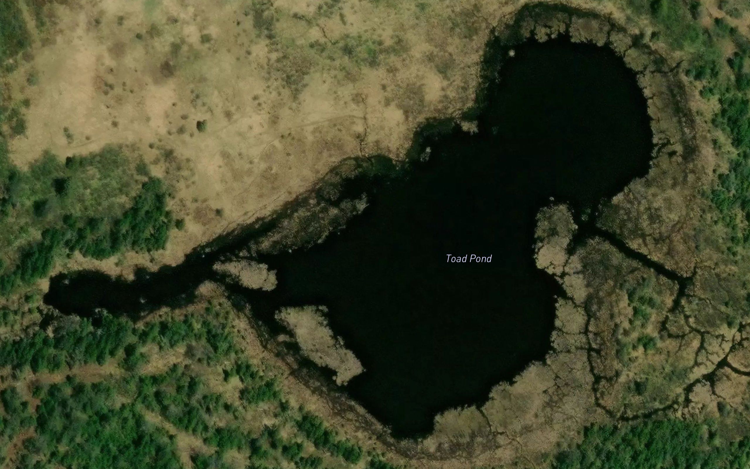 Toad Pond