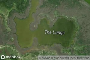 The Lungs